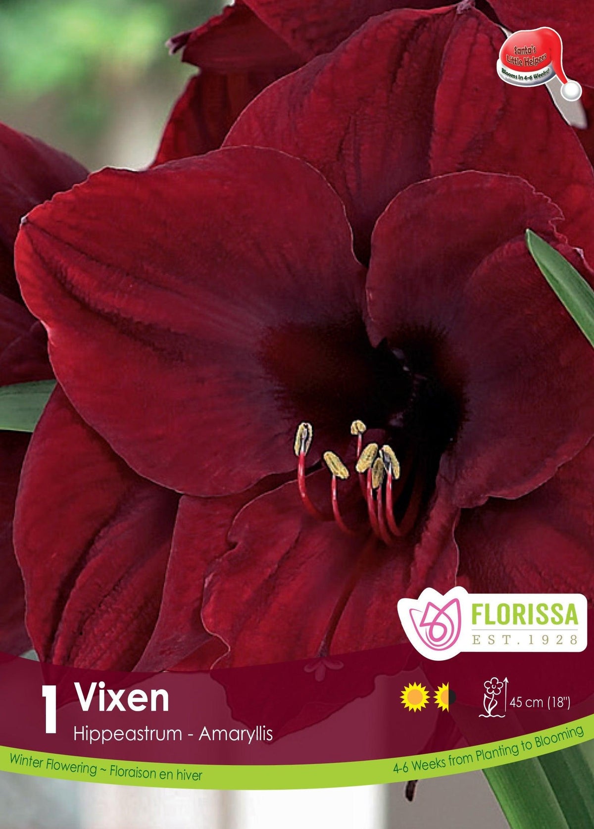 Amaryllis Vixen Matador 1/Pkg