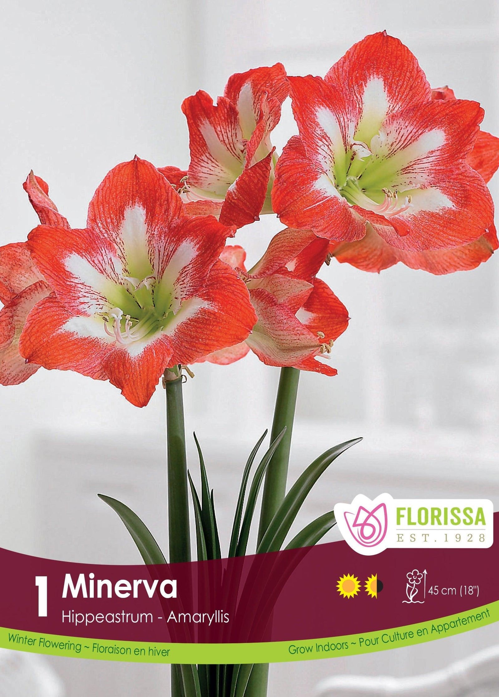 Amaryllis Minerva 1/Pkg