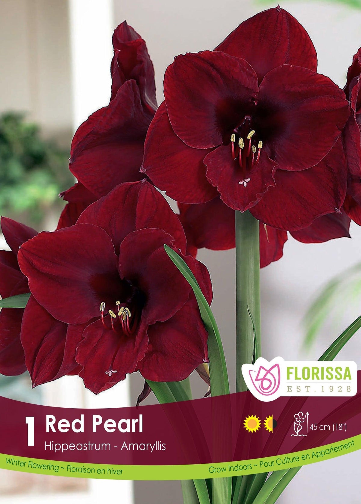 Amaryllis Red Pearl 1/Pkg