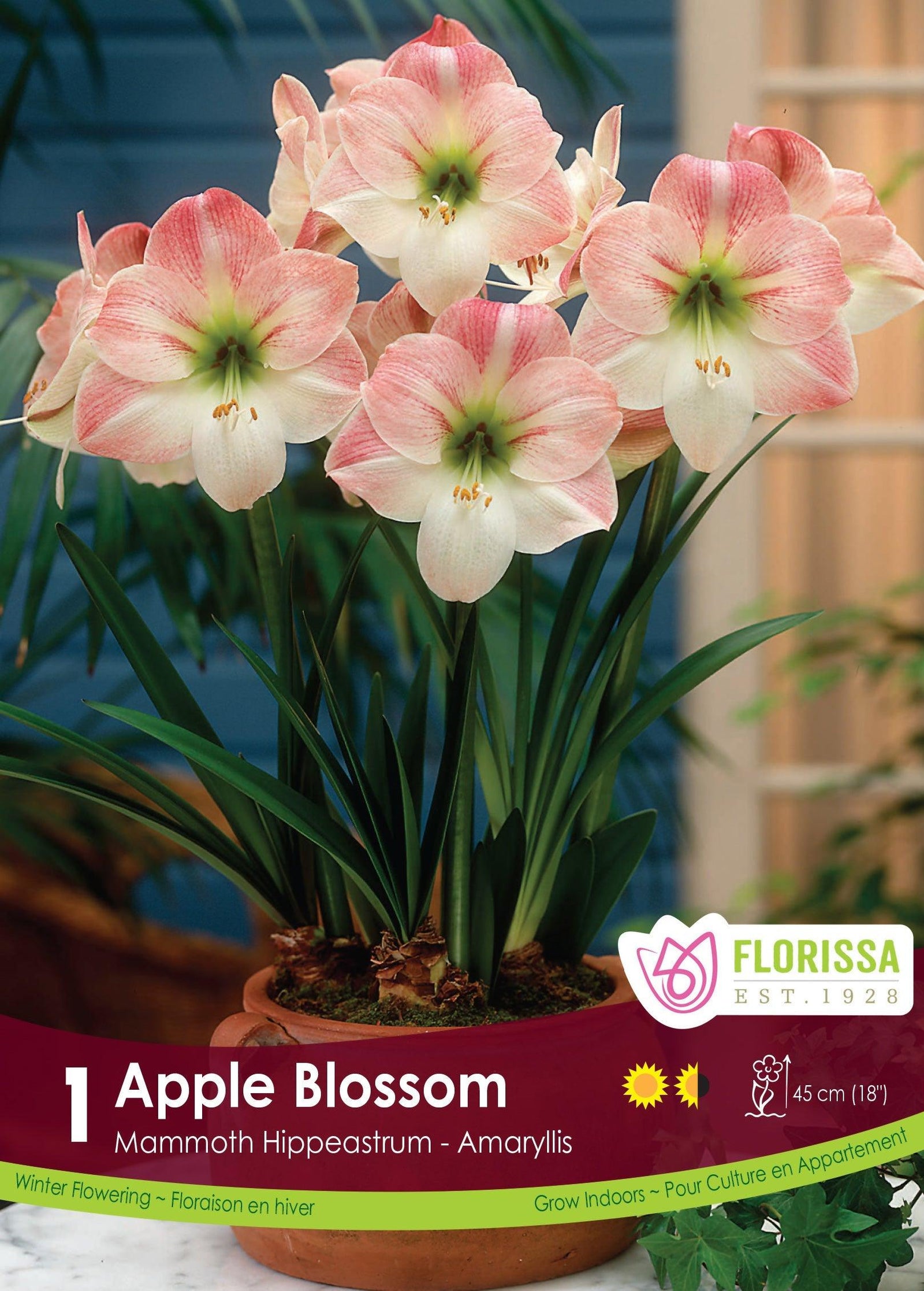 Amaryllis Apple Blossom 1/Pkg