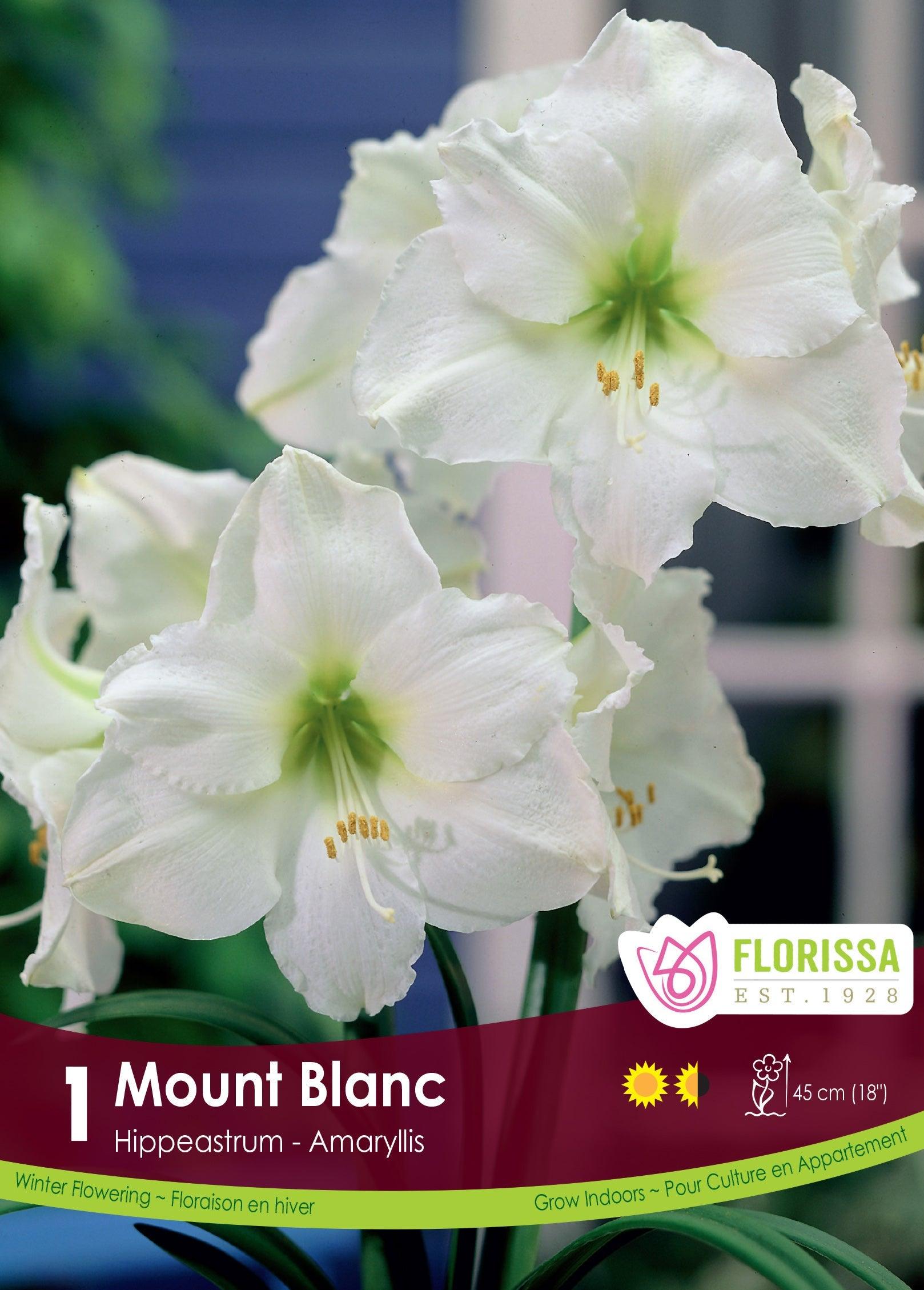 Amaryllis Mont Blanc 1/Pkg