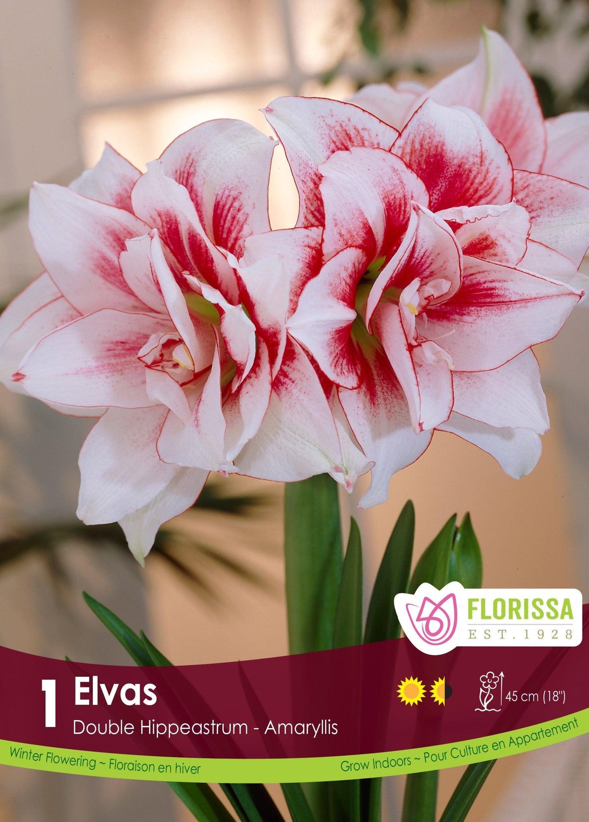 Amaryllis Elvas 1/Pkg