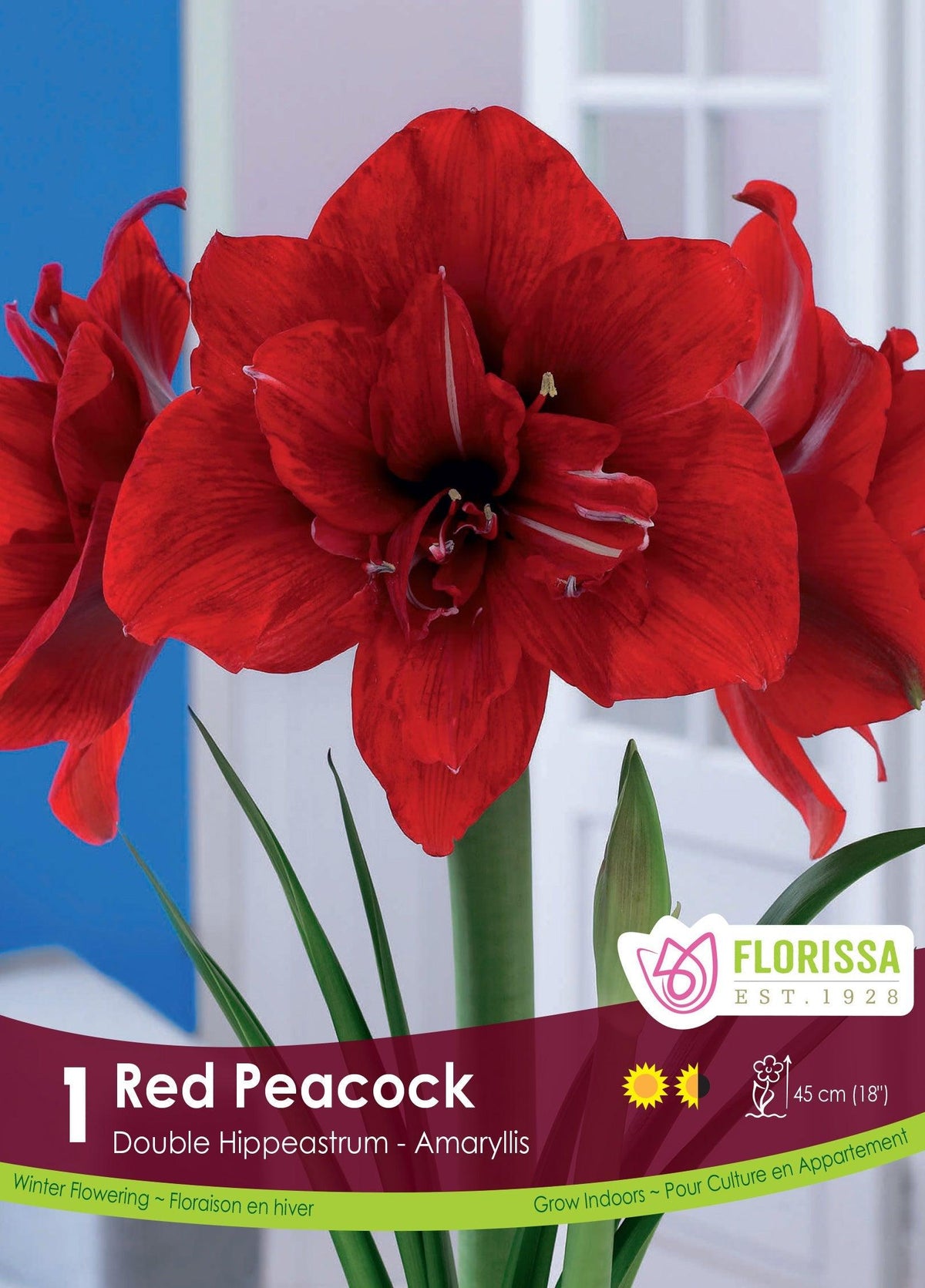 Amaryllis Red Peacock 1/Pkg