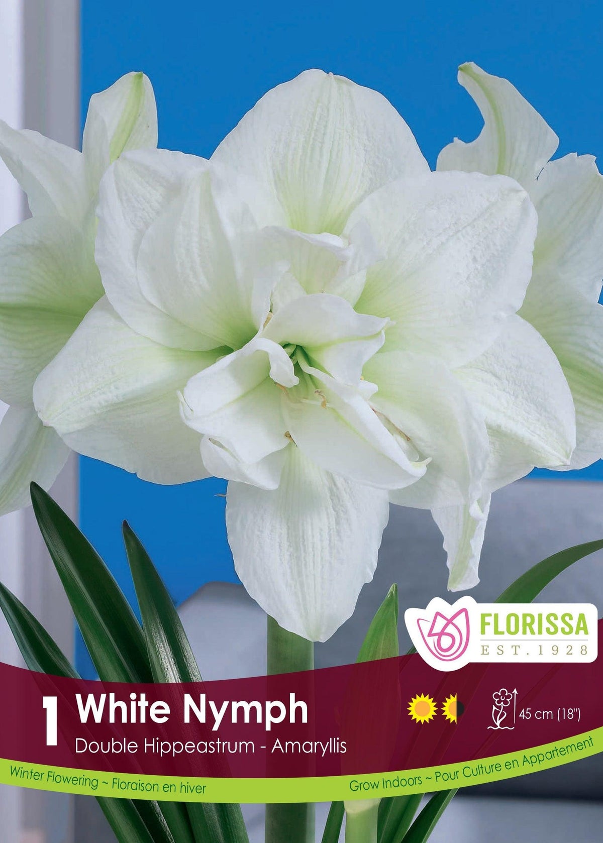 Amaryllis White Nymph 1/Pkg