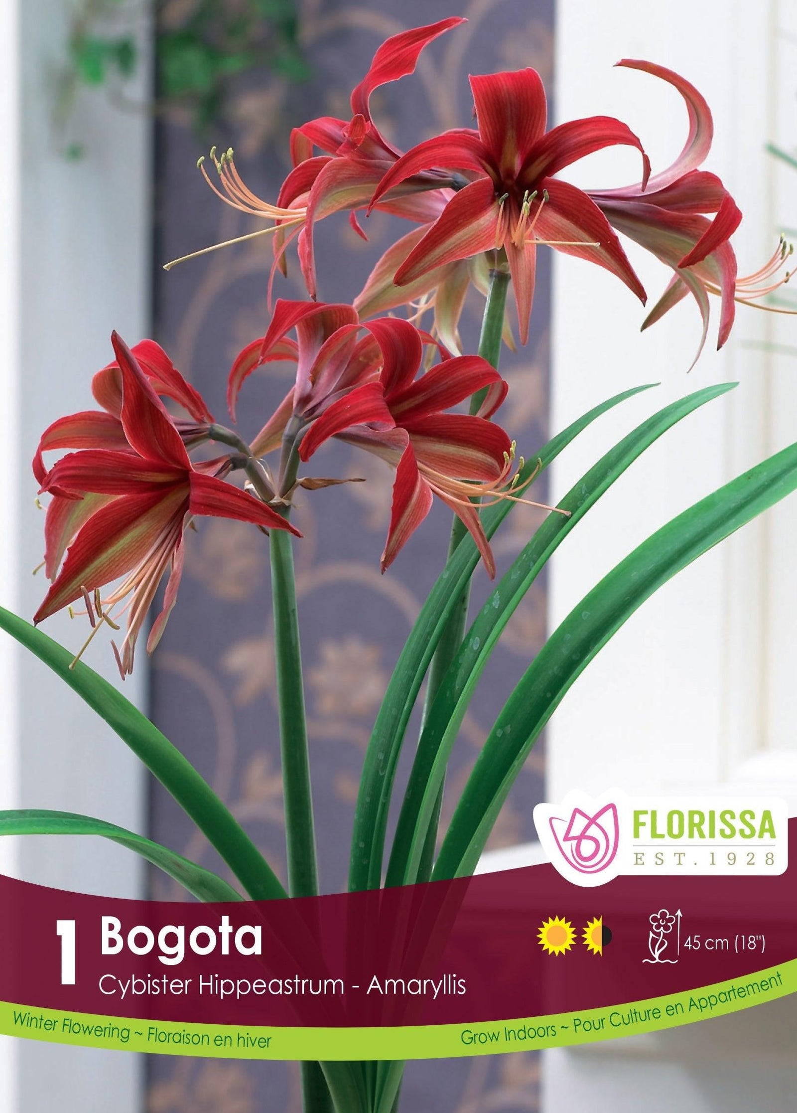 Amaryllis Bogota 1/Pkg