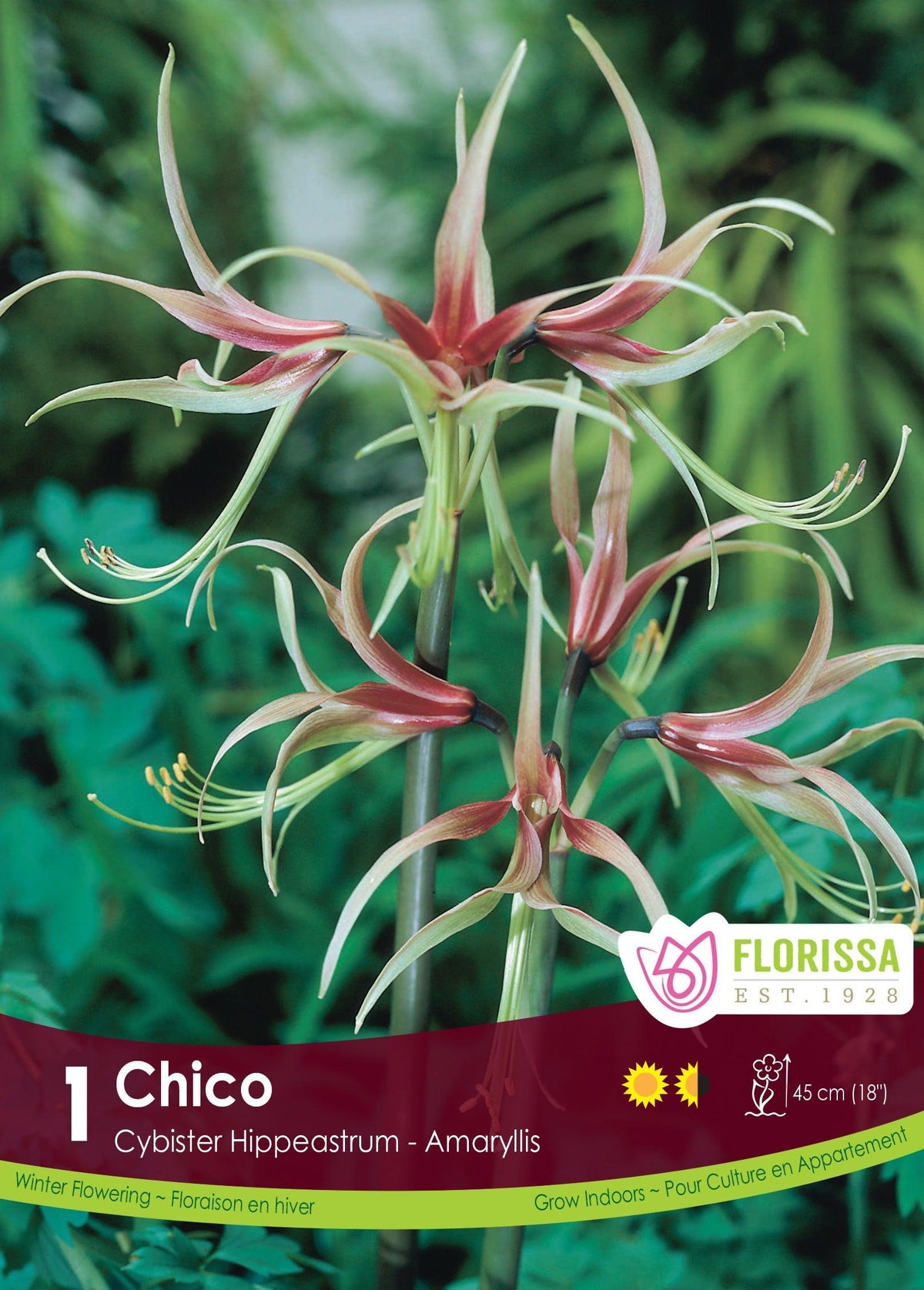 Amaryllis Chico 1/Pkg