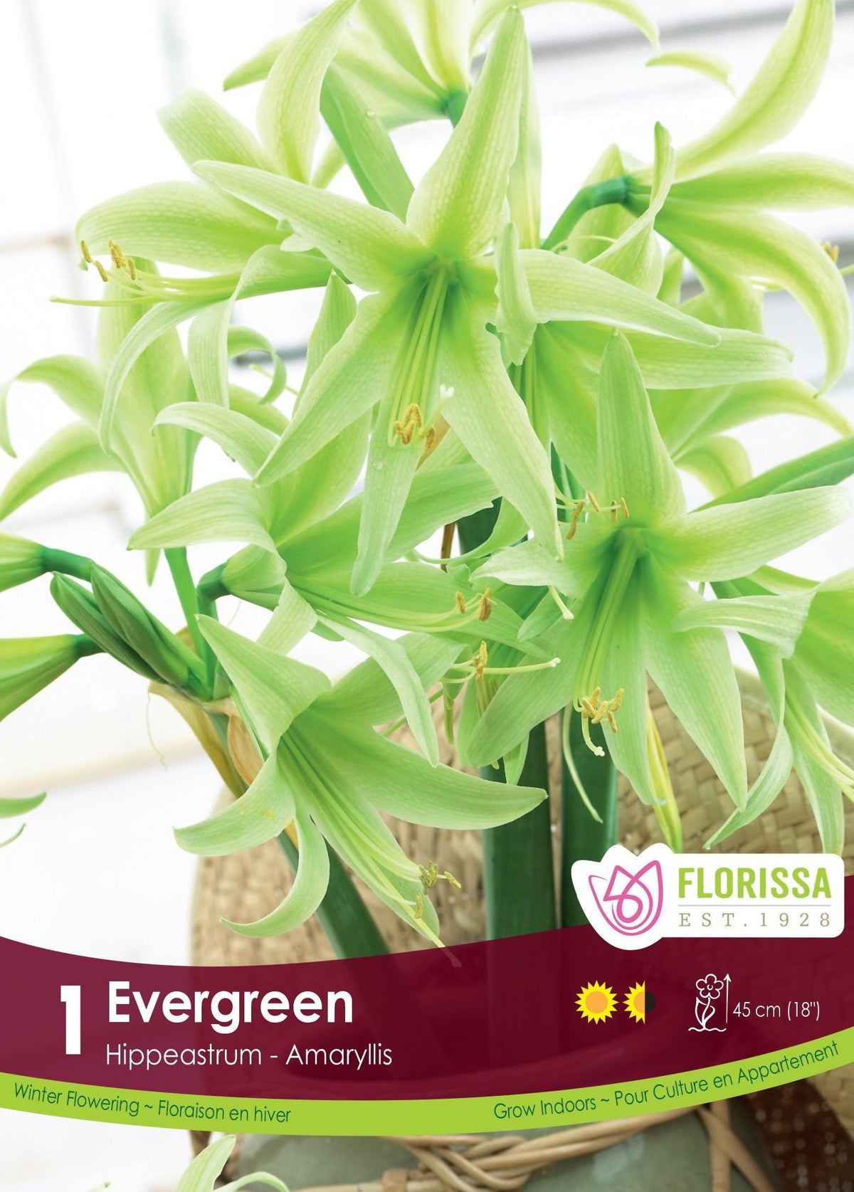 Amaryllis Evergreen 1/Pkg