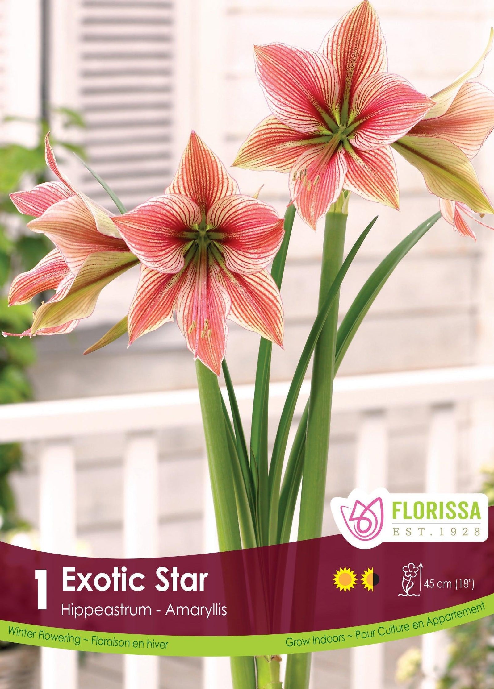 Amaryllis Exotic Star 1/Pkg