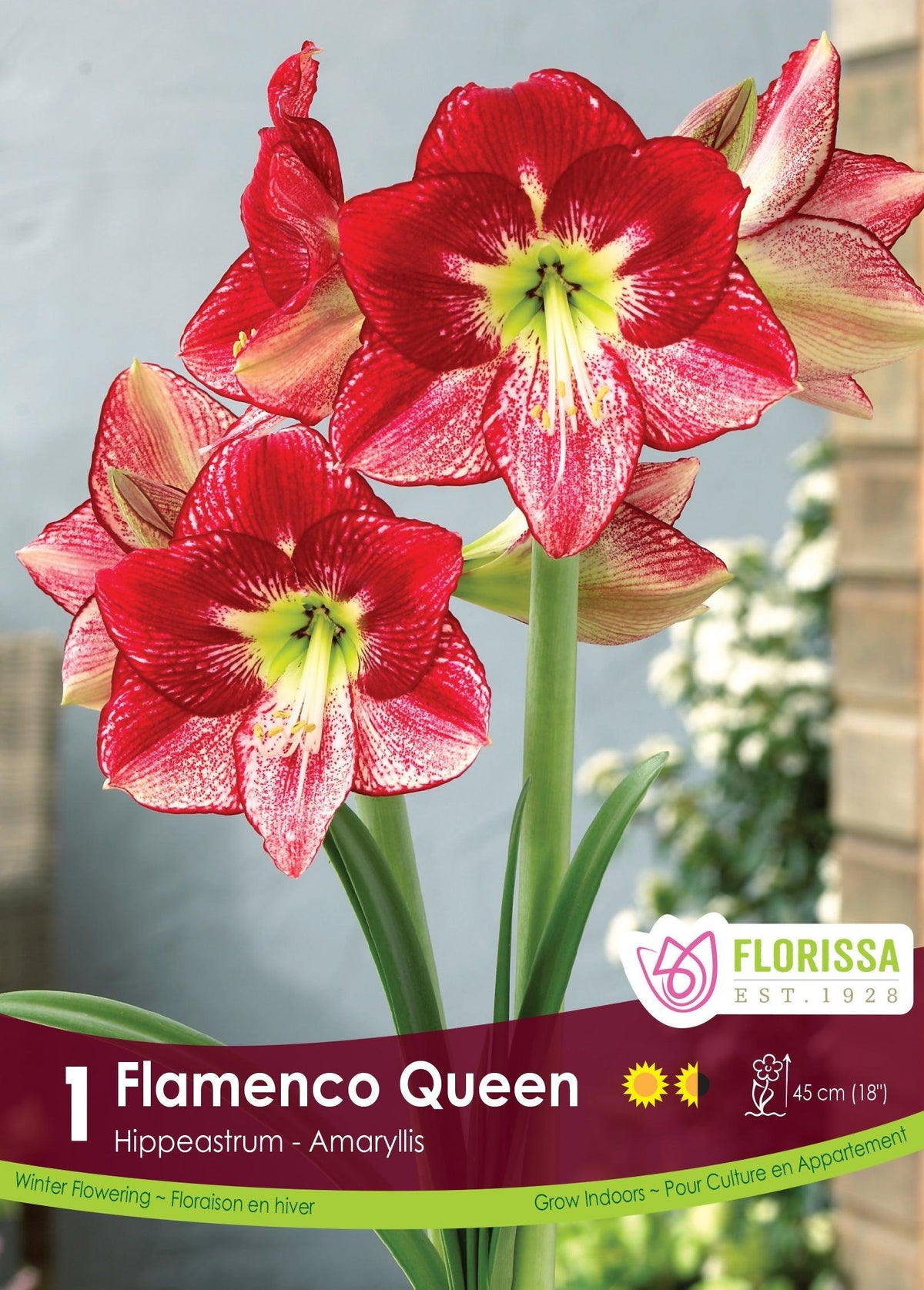 Amaryllis Flamenco Queen 1/Pkg