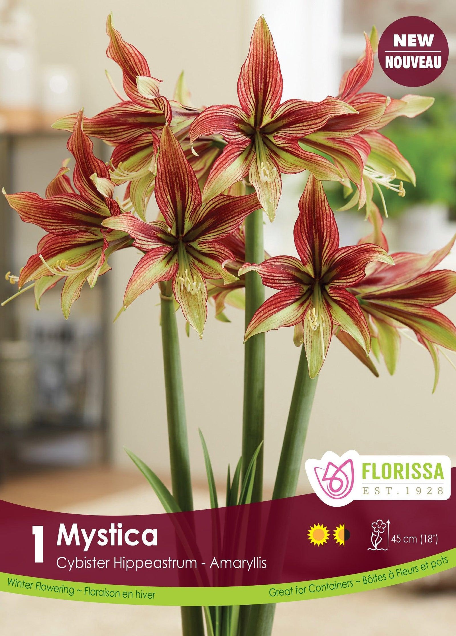 Amaryllis Mystica 1/Pkg