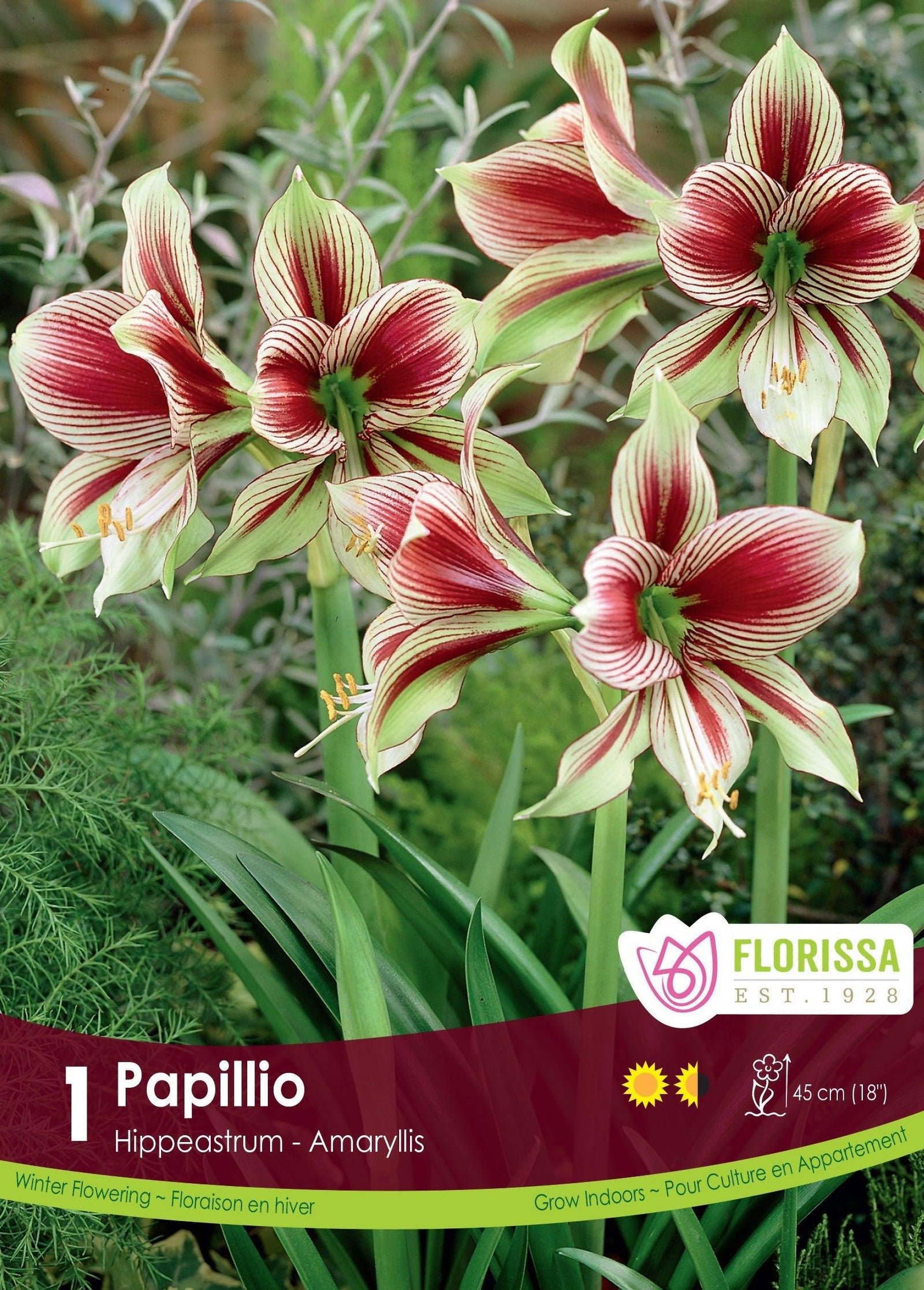 Amaryllis Papillio 1/Pkg