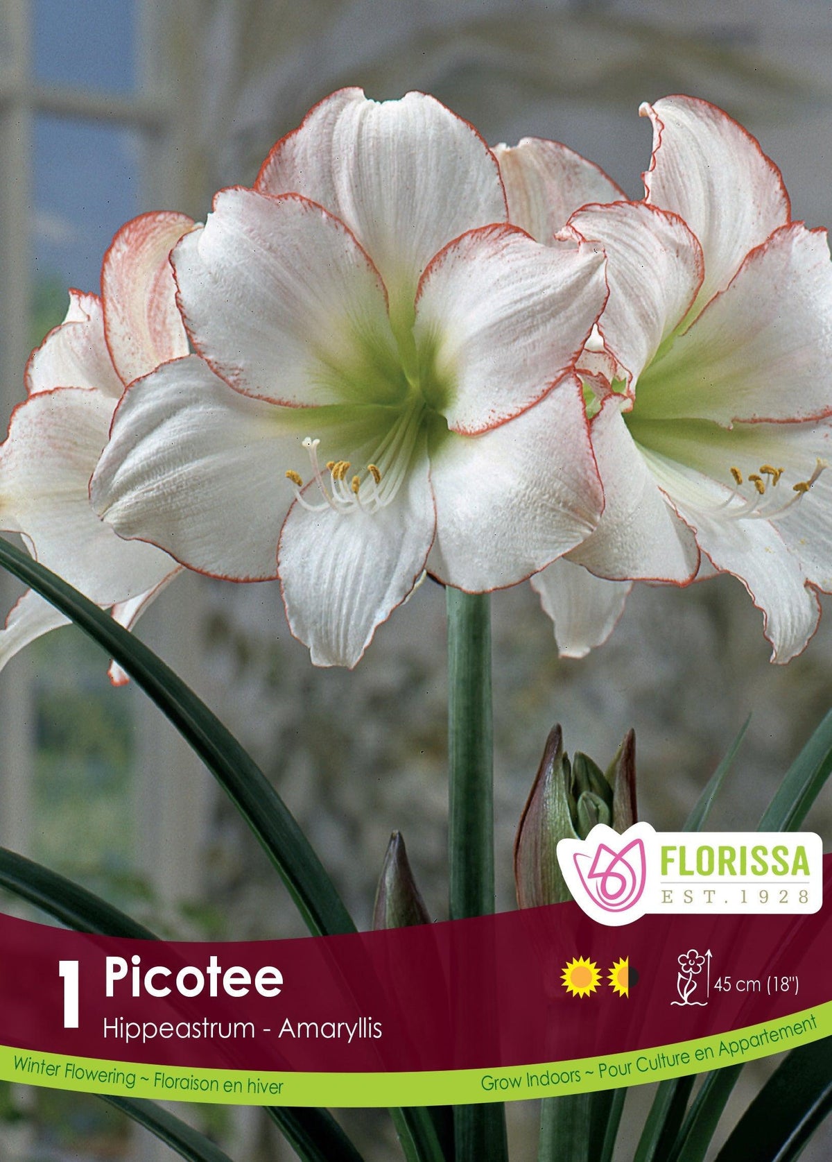 Amaryllis Picotee 1/Pkg