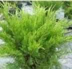 Mint Juniper Bough