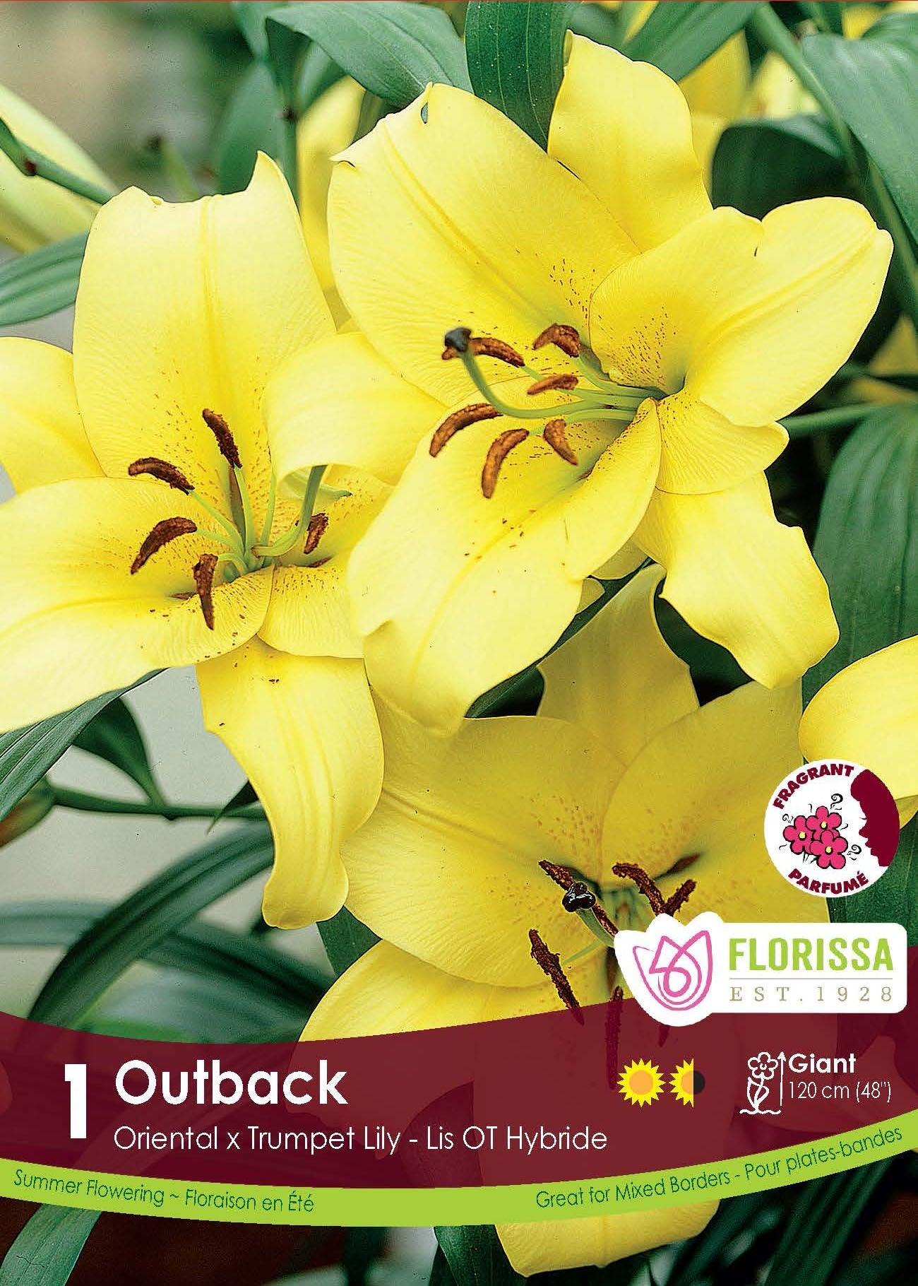 O/T Hybrid Lily Outback 1/PK