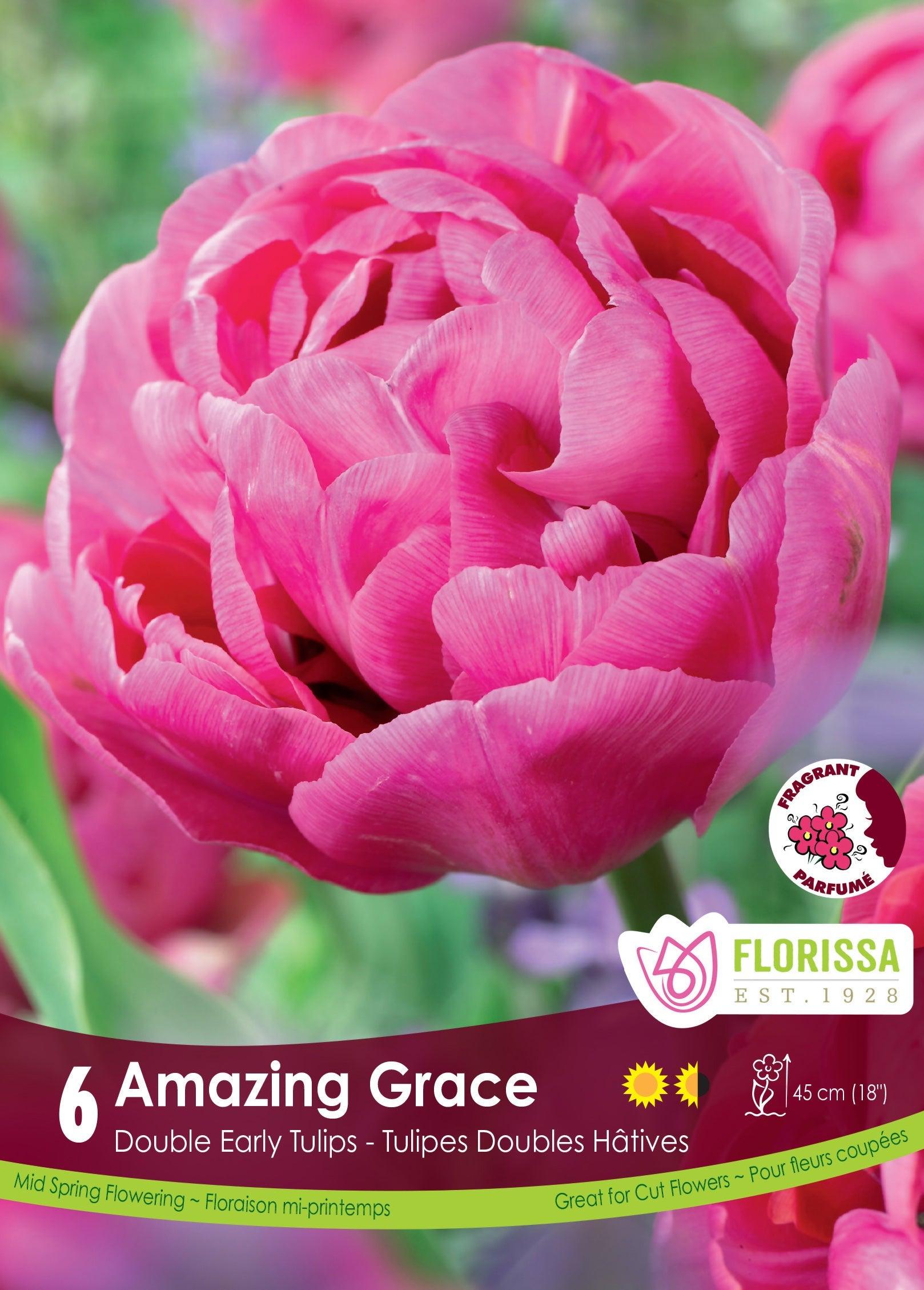 Double Early Tulip Amazing Graze 6/Pkg