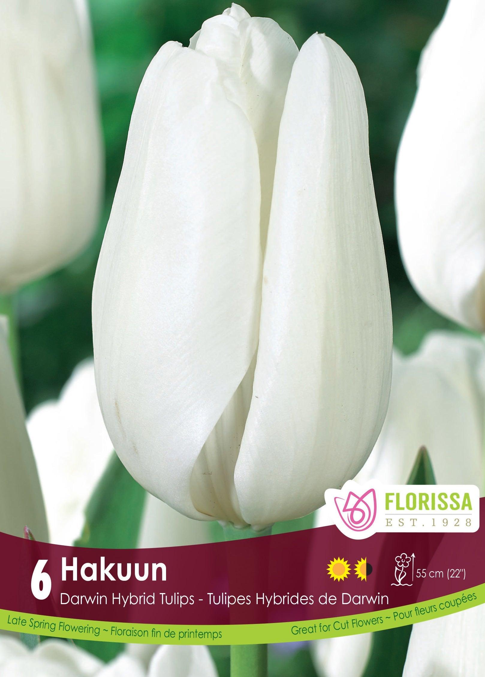 Darwin Hybrid Tulip Hakuun 6/Pkg