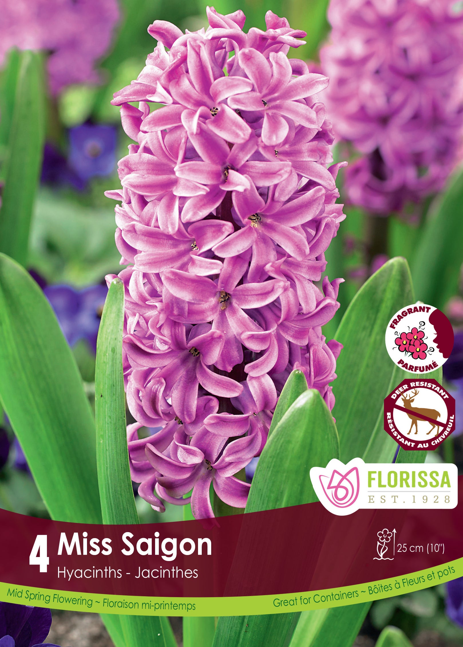 Hyacinth-Miss Saigon Purple