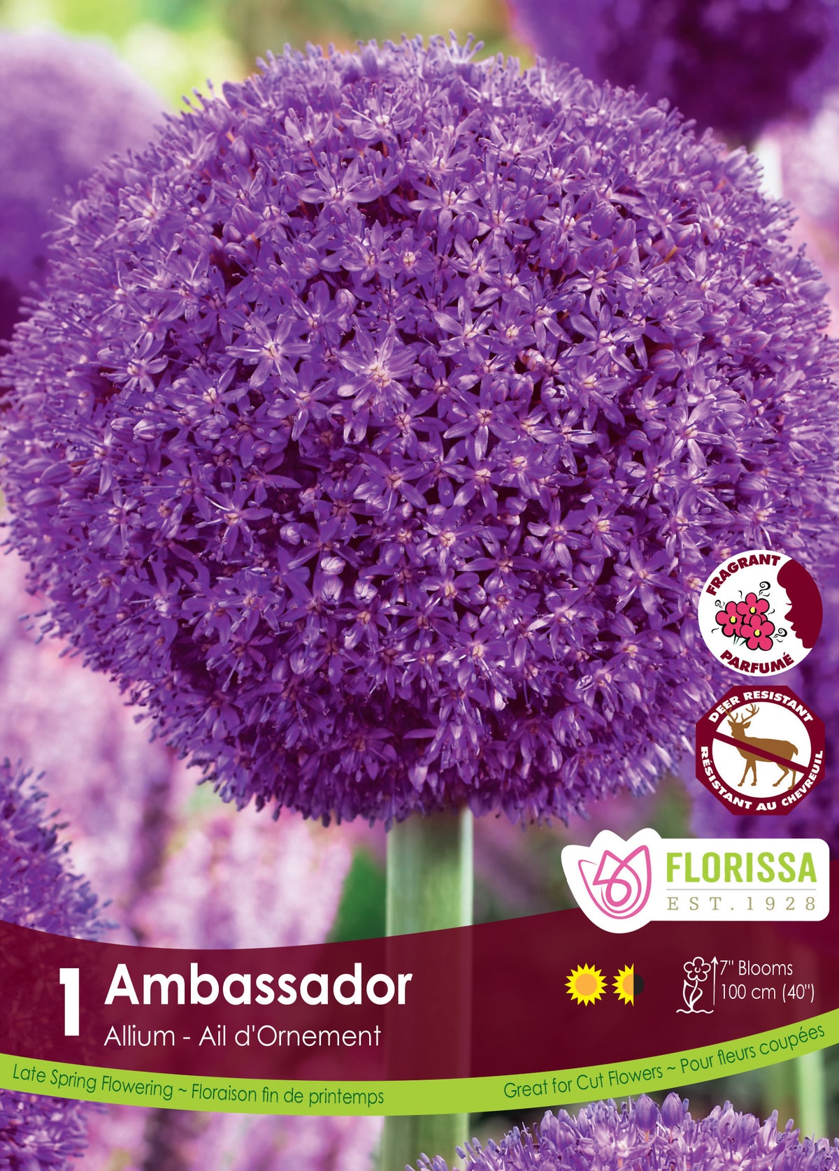 Allium-Ambassador