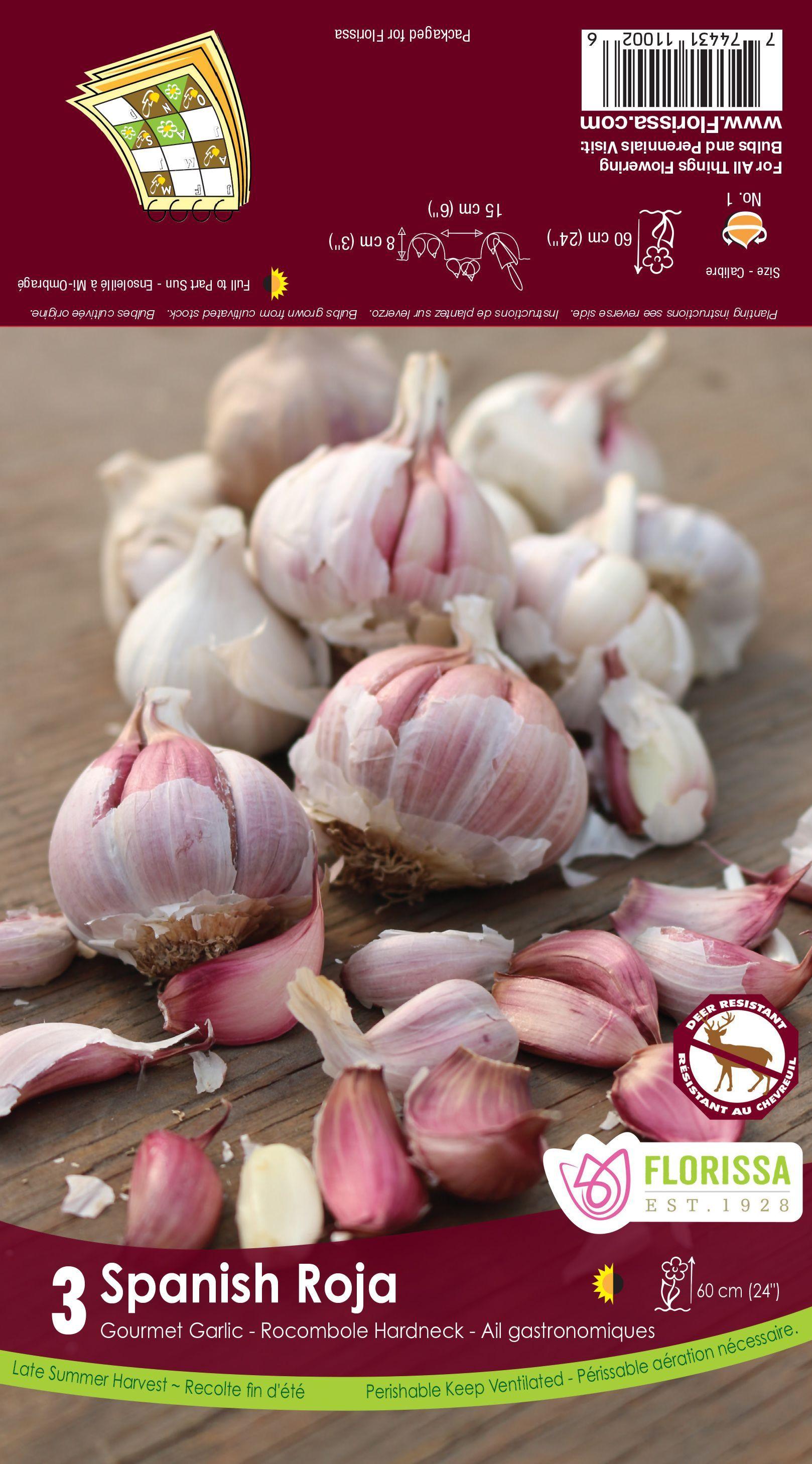 Spanish Roja Garlic