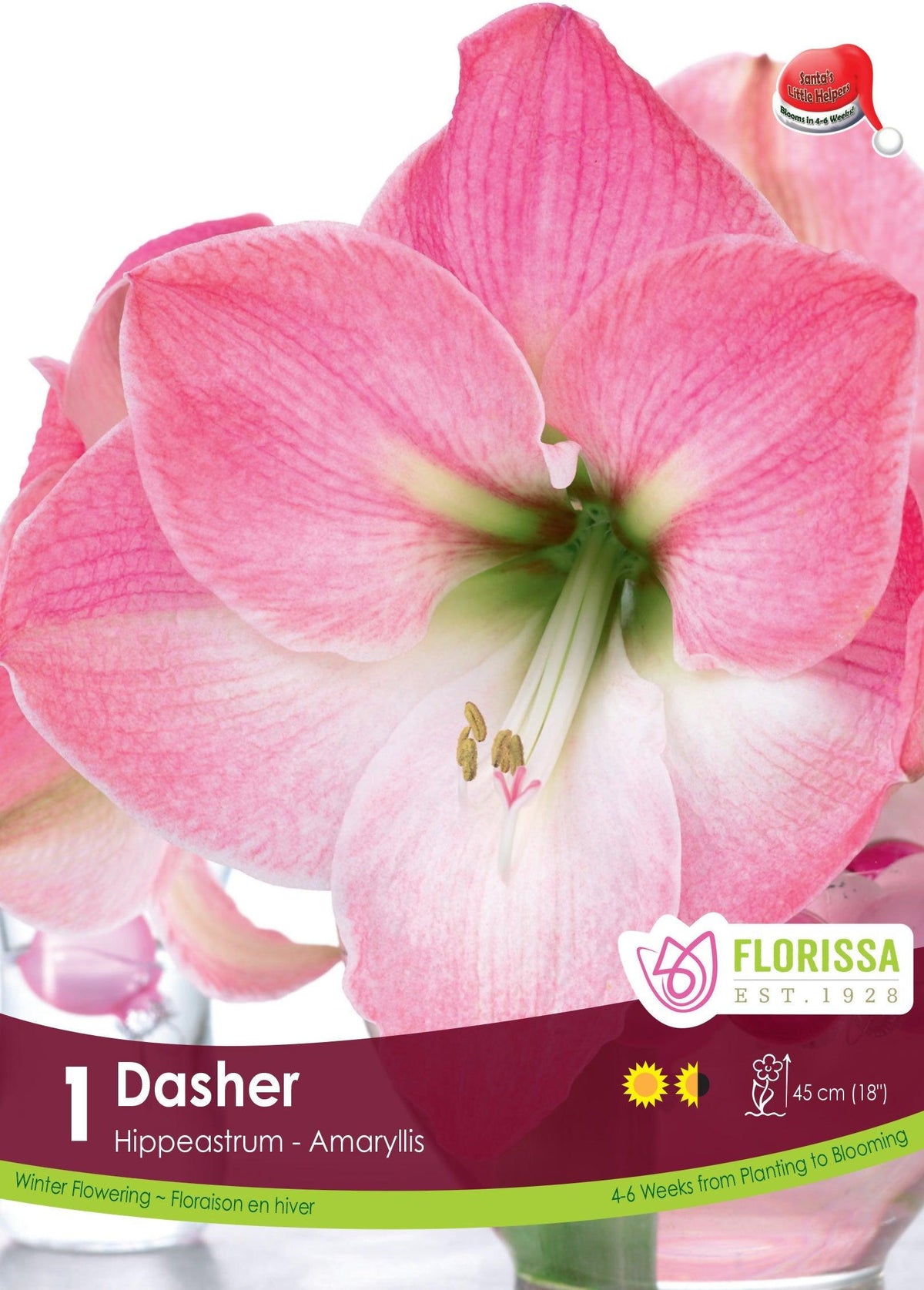 Amaryllis Dasher Apple Blossom 1/Pkg