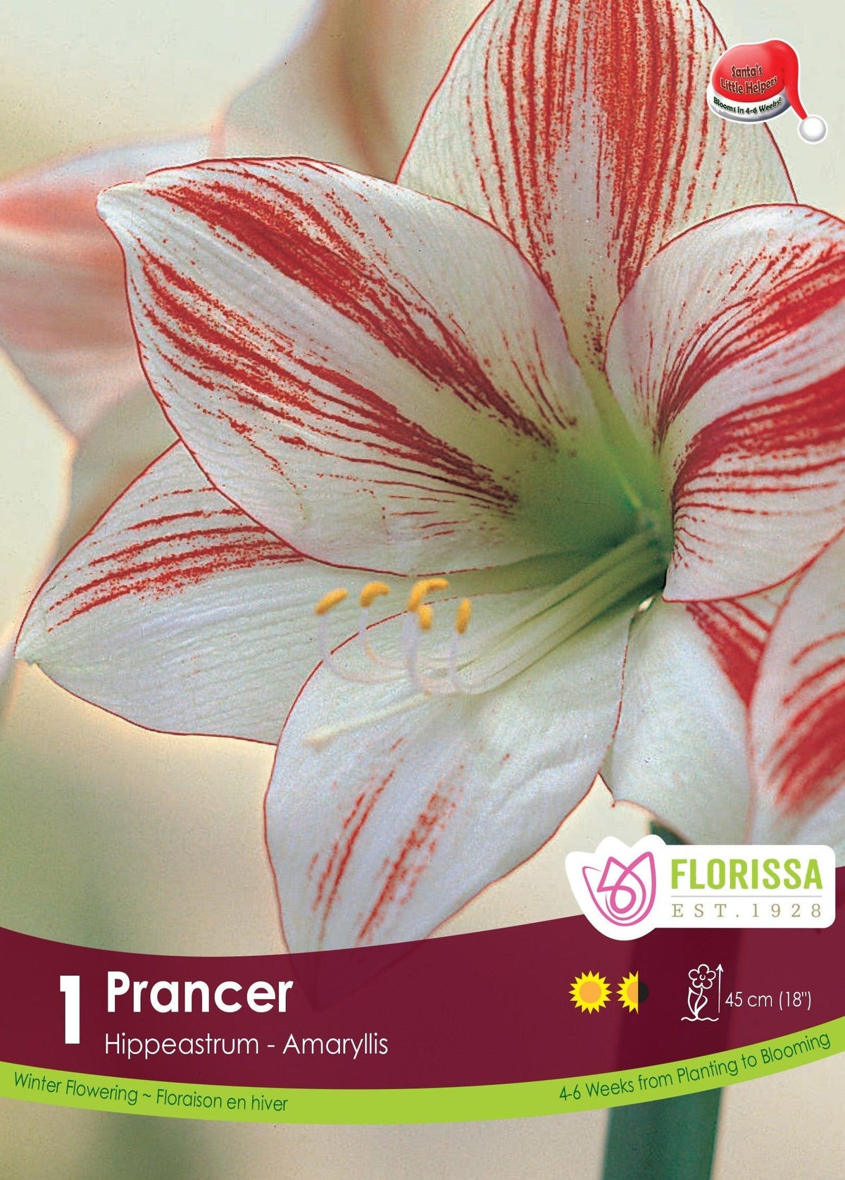 Amaryllis Prancer Superstar 1/Pkg