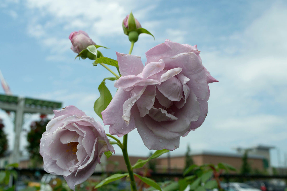 Blue Moon Hybrid Tea Rose