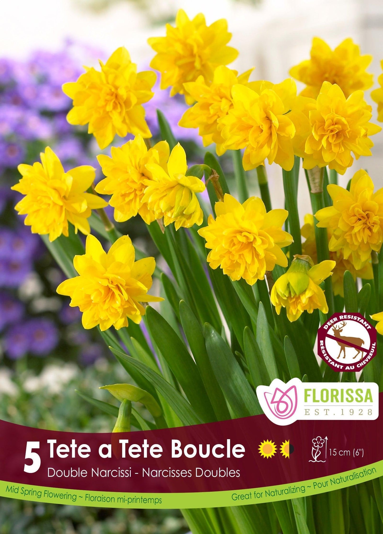 Narcissus Tete A Tete Boucle 5/Pkg