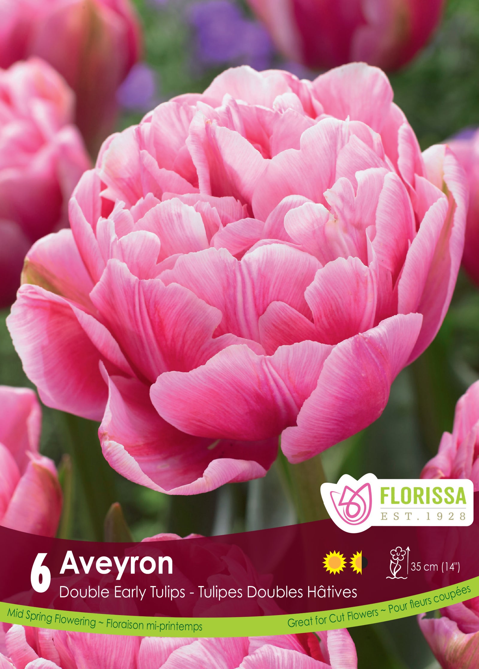 Double Early Tulip Averyon