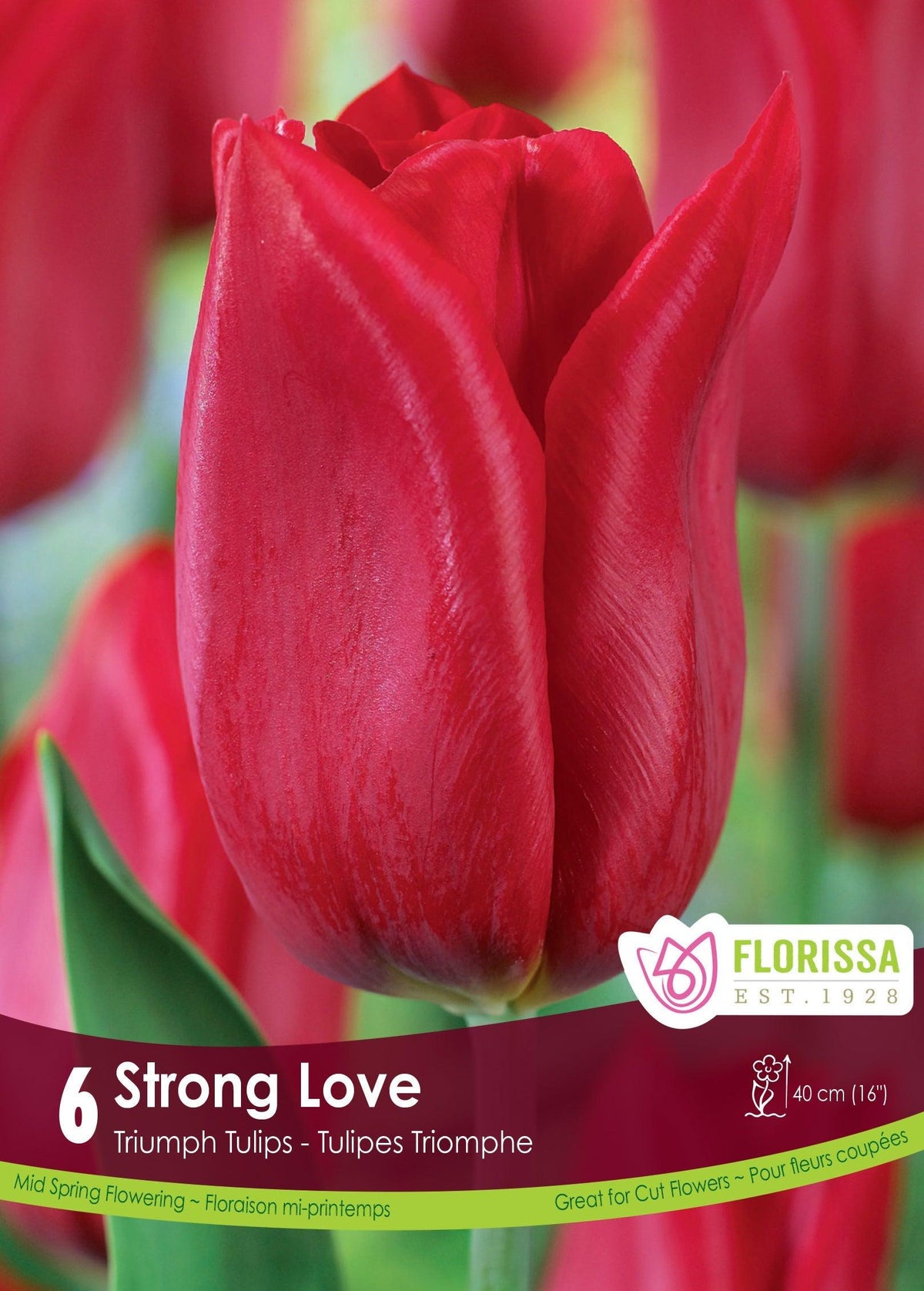 Tulip Strong Love 6/Pkg