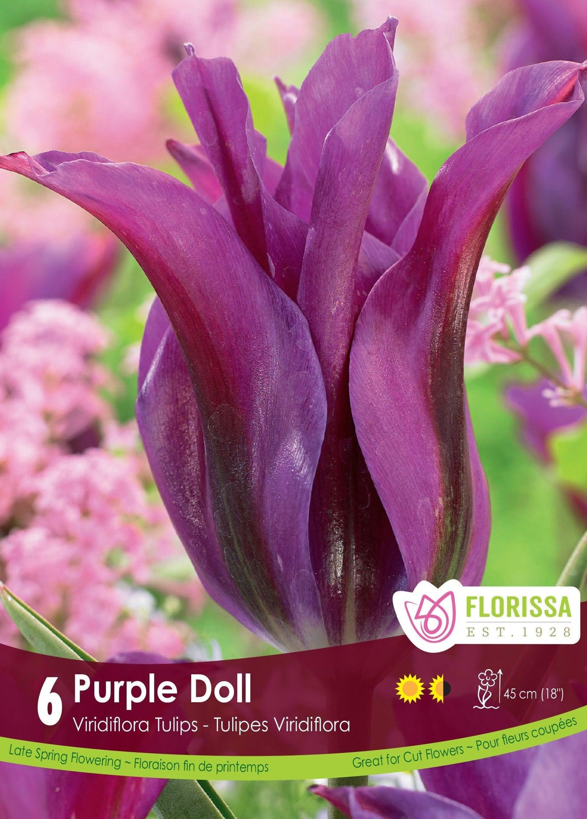Tulip Purple Doll QJ Vink 6/Pkg