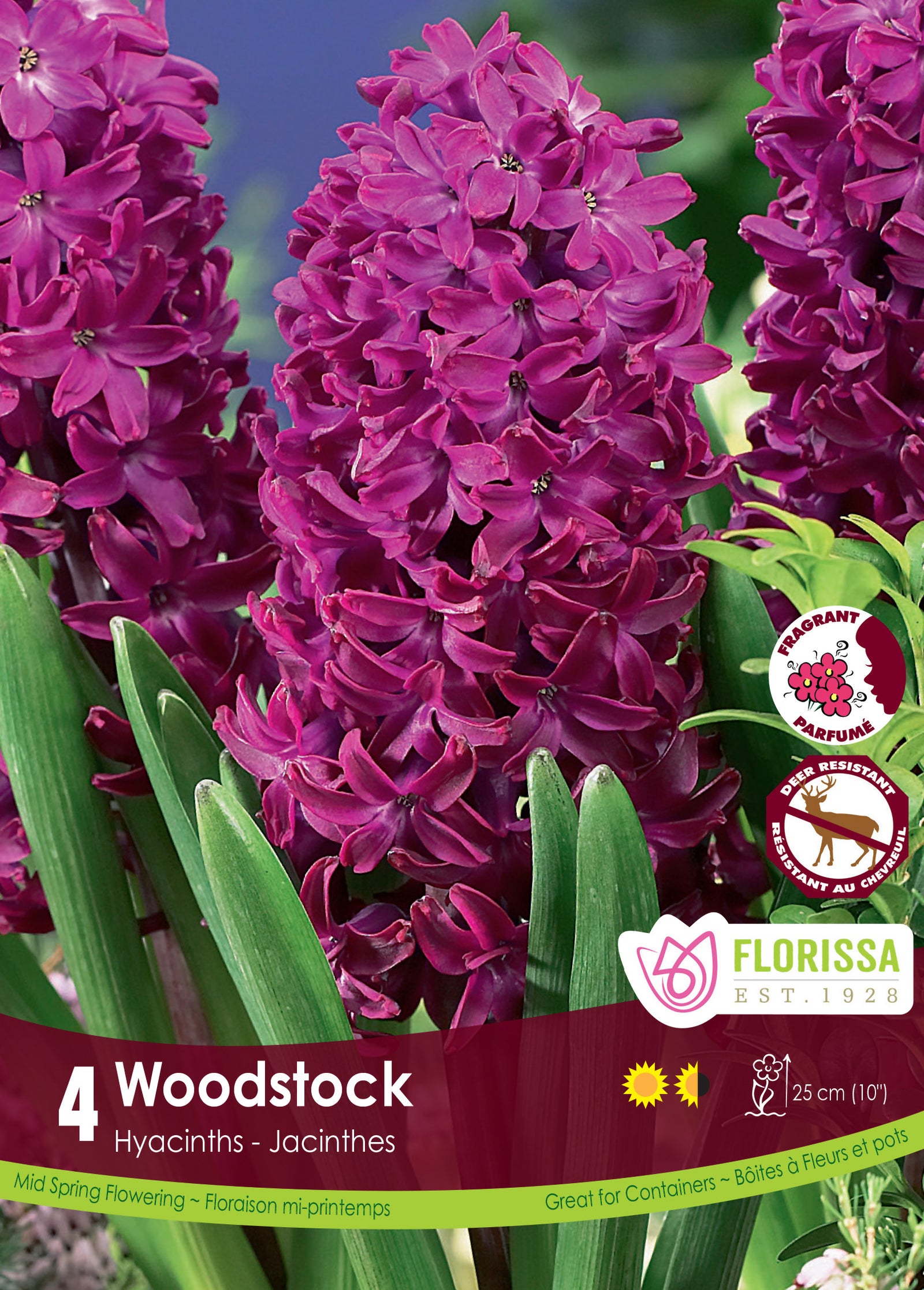 Hyacinth-Woodstock