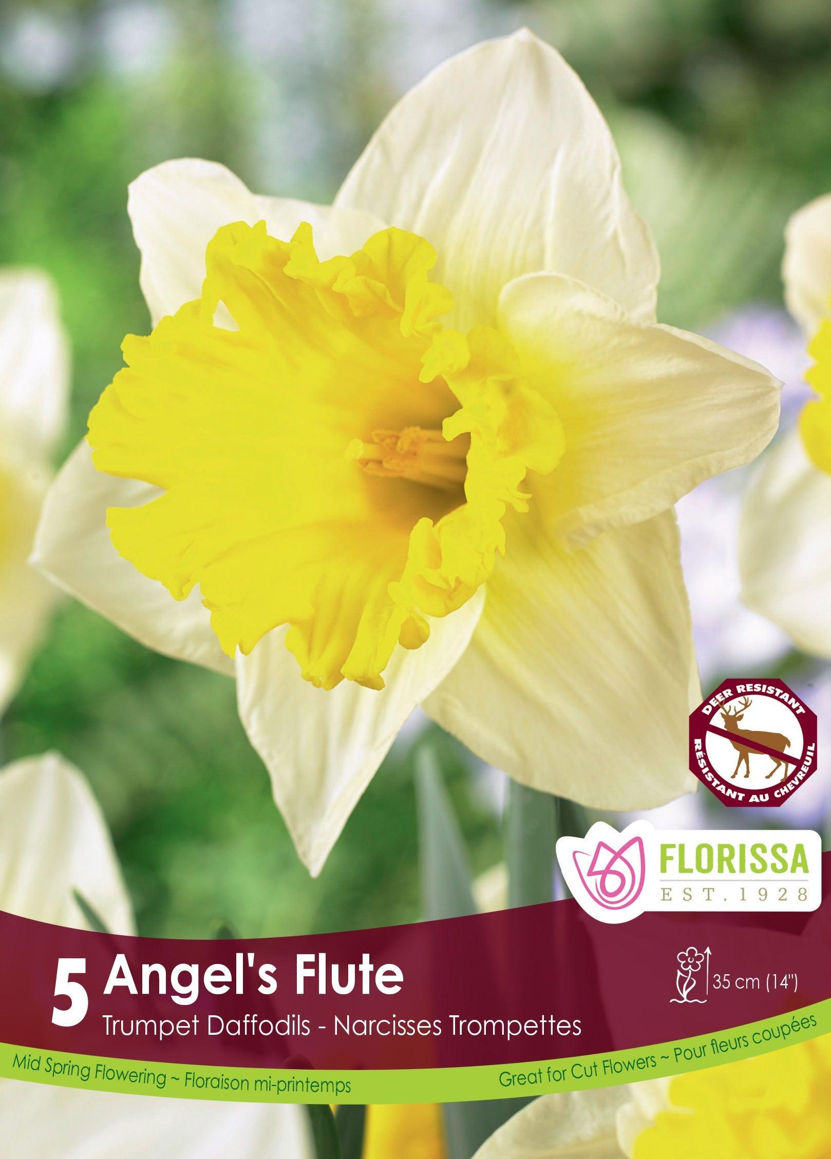 Narcissi Angels Flute White/Yellow 5/Pkg