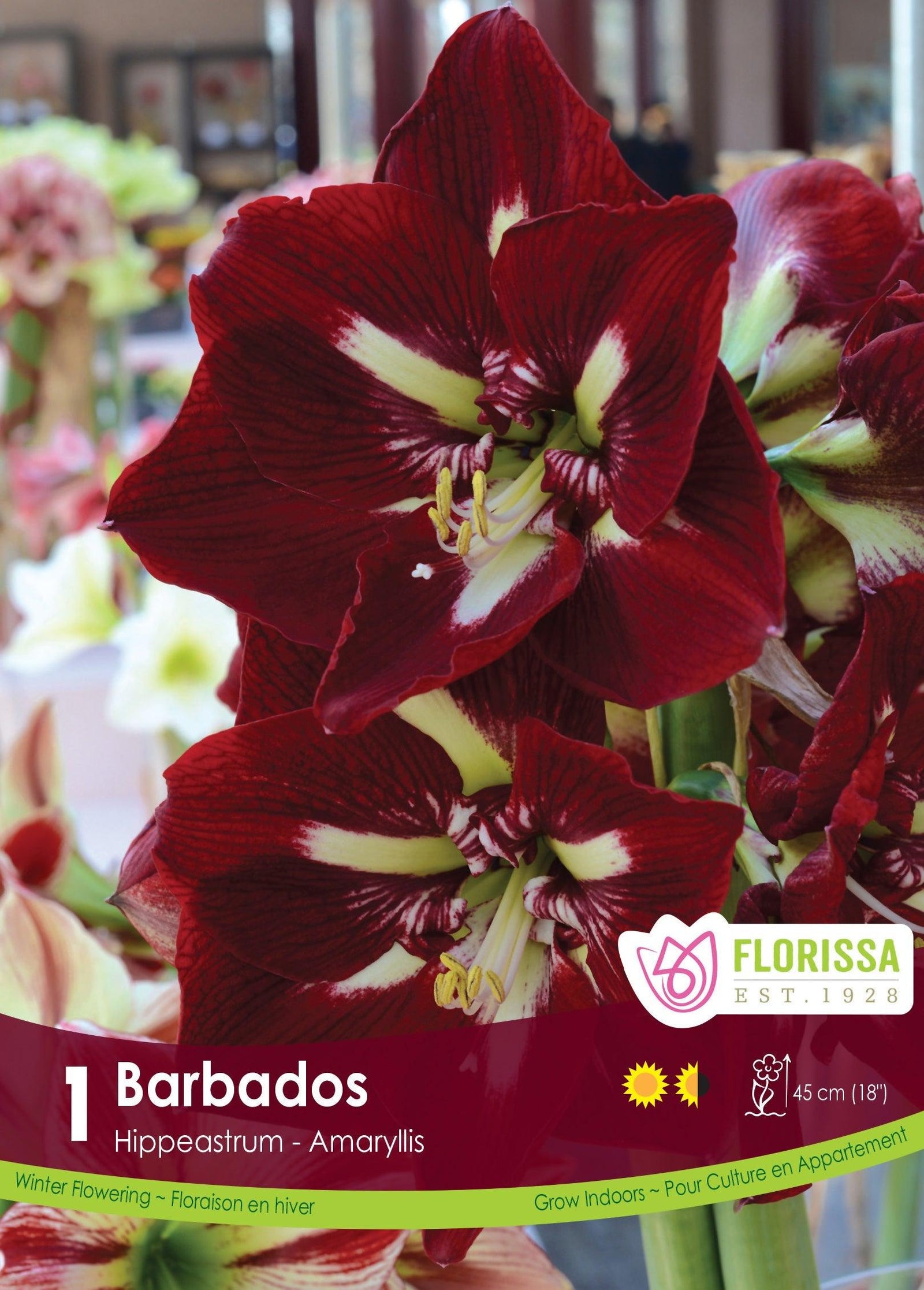 Amaryllis Barbados 1/Pkg