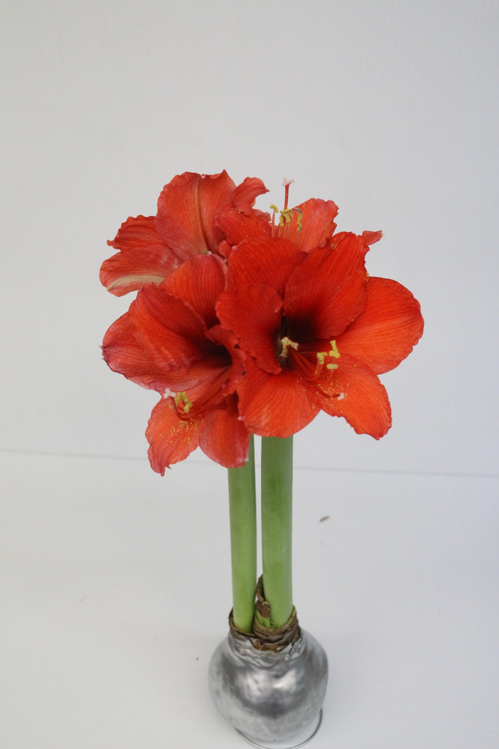 Wax Amaryllis Bulb