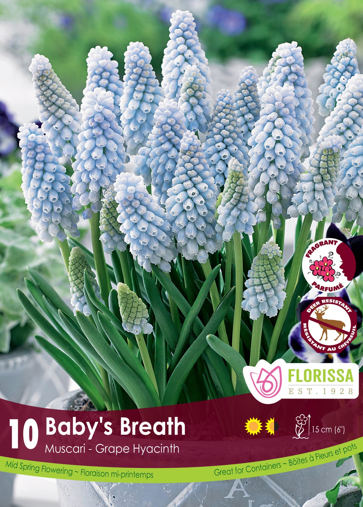 Muscari Baby&#39;s Breath