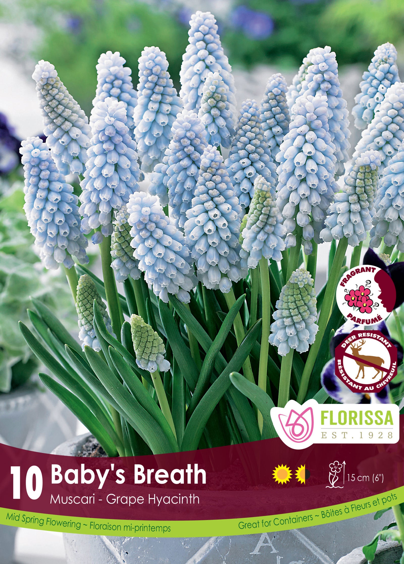 Muscari Baby's Breath