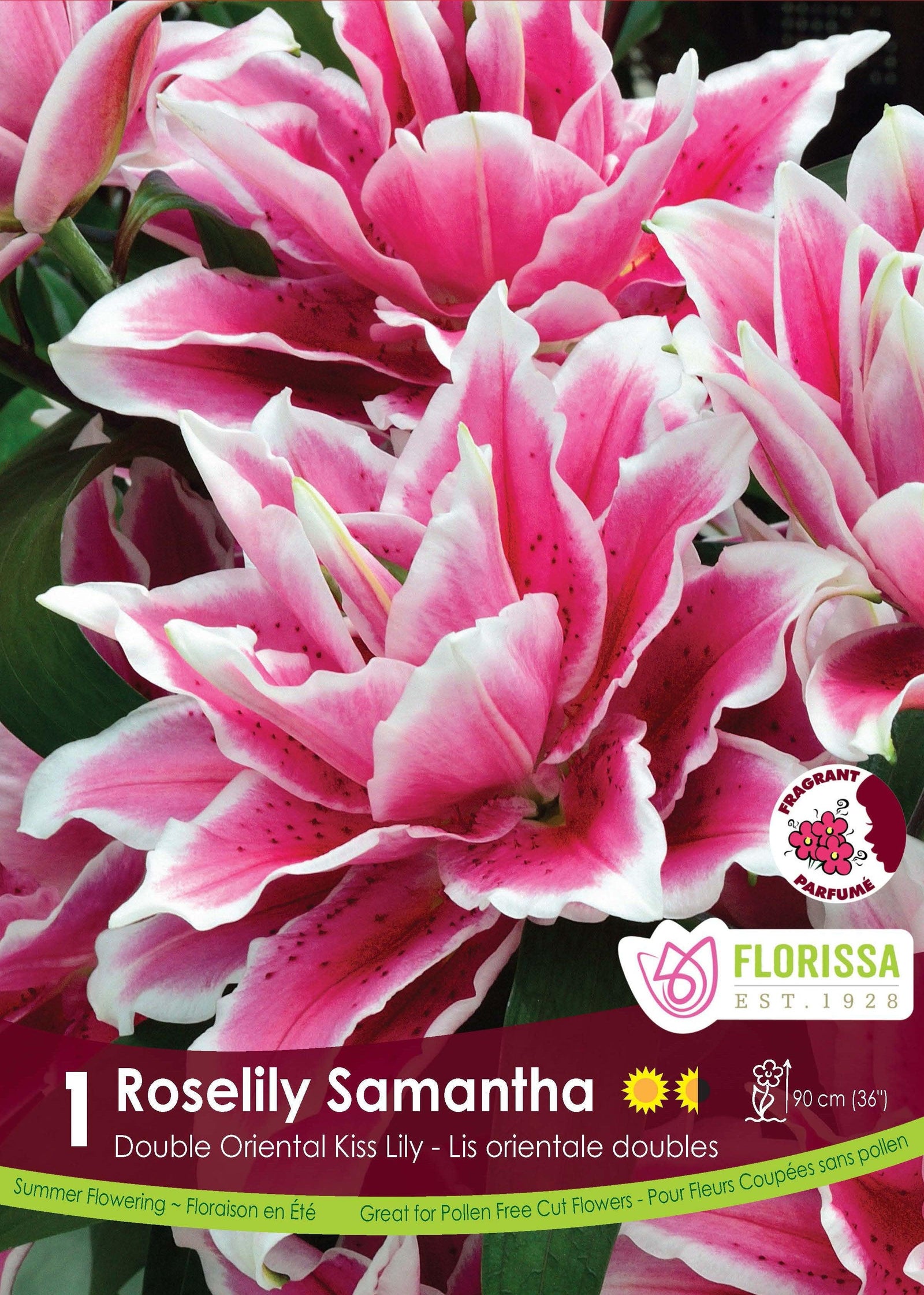 Double Oriental Lily Roselily Samantha 1/PK