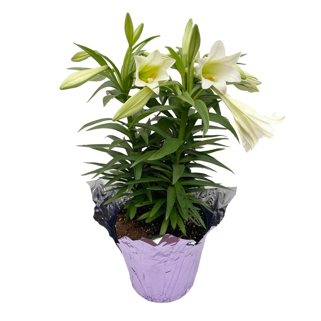 Experience the beauty of Easter and provide a lovely surprise for your loved ones with these elegant trumpet shaped white lilies.