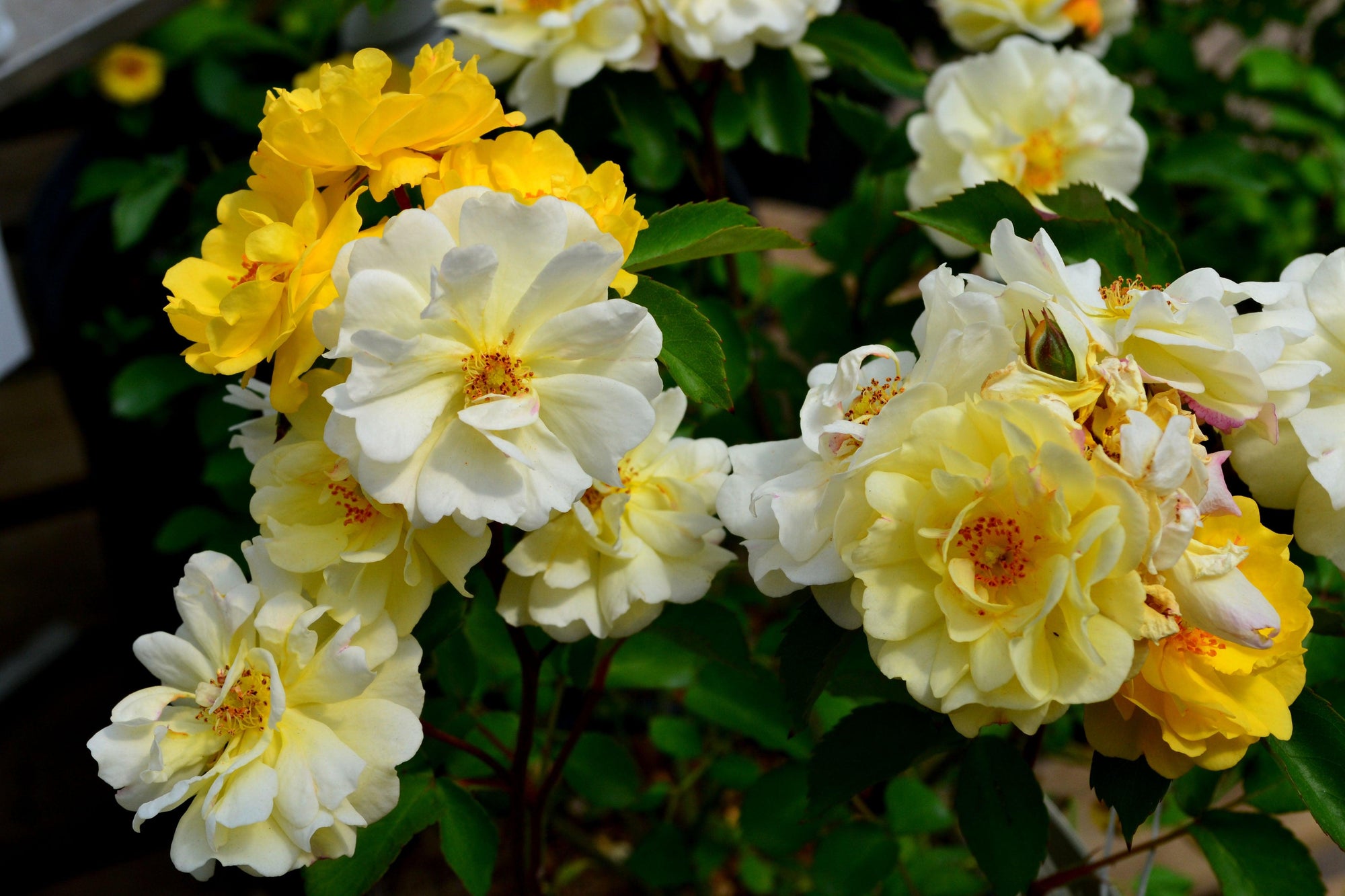 This rose variety showcases a beautiful combination of yellow and white petals, creating a striking visual display. Against the backdrop of deep green foliage, the vibrant colors of the flowers truly stand out and add a touch of elegance to the landscape. 