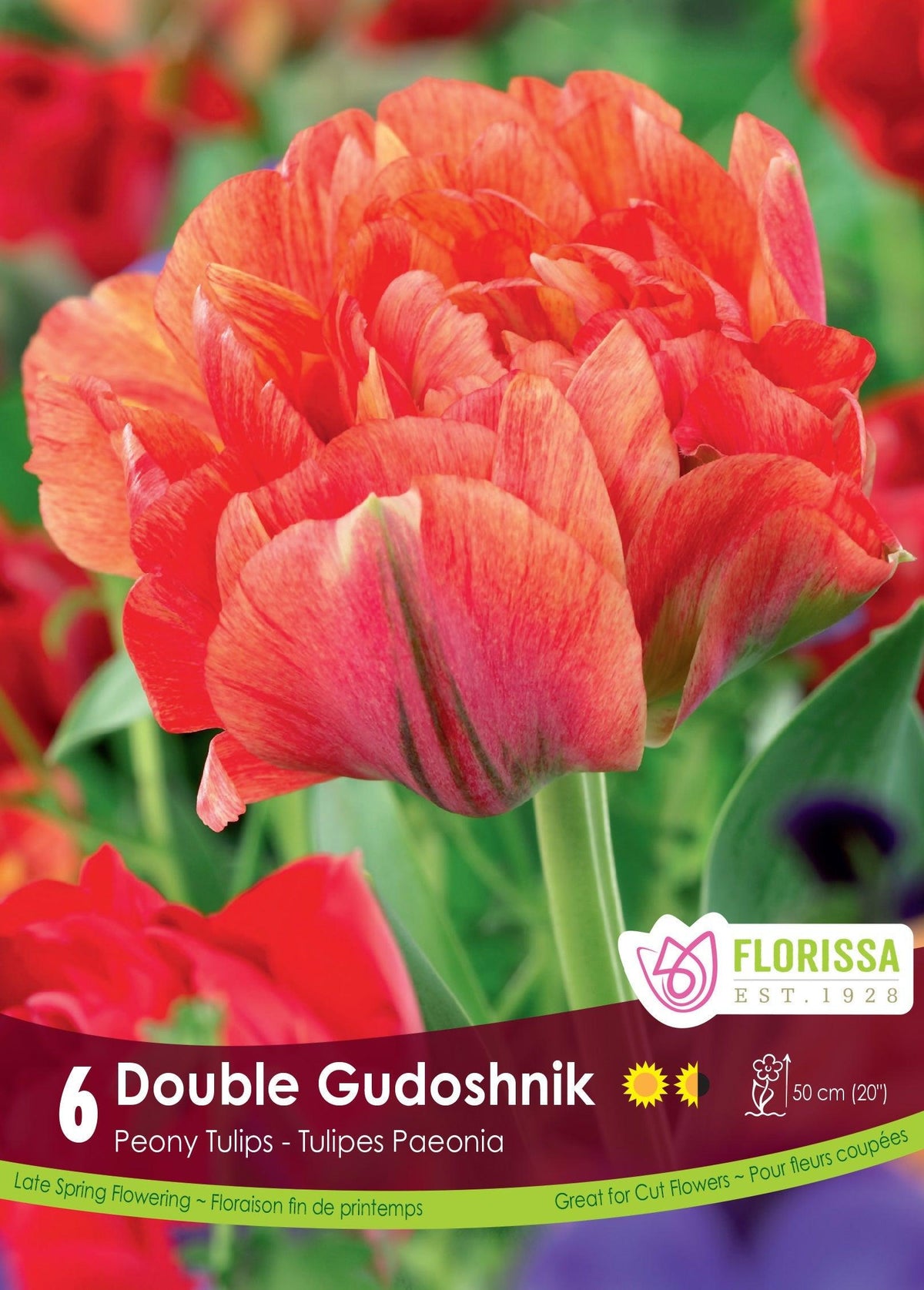 Tulip Double Gudoshnik 6/Pkg