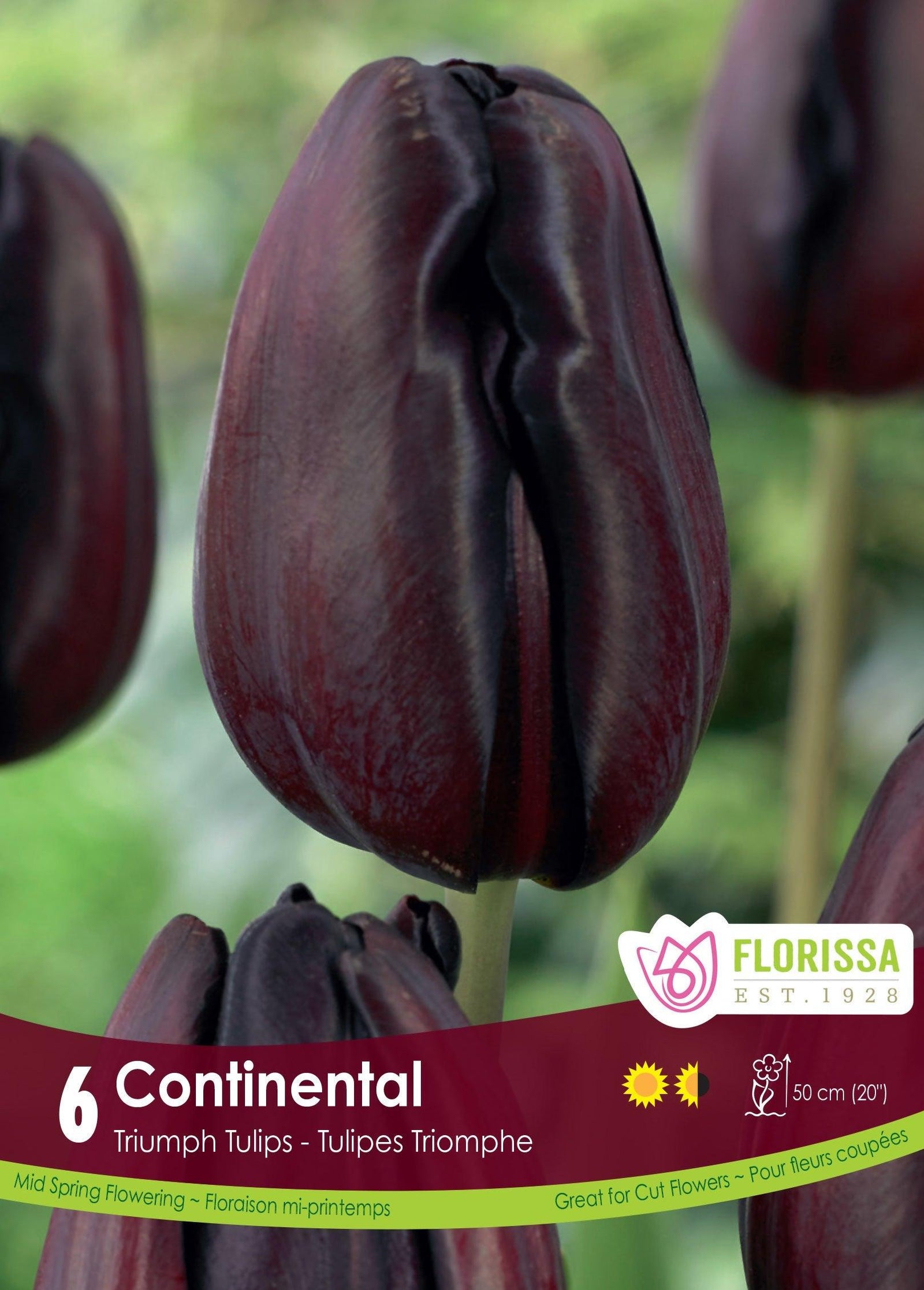 Tulip Continental 6/Pkg