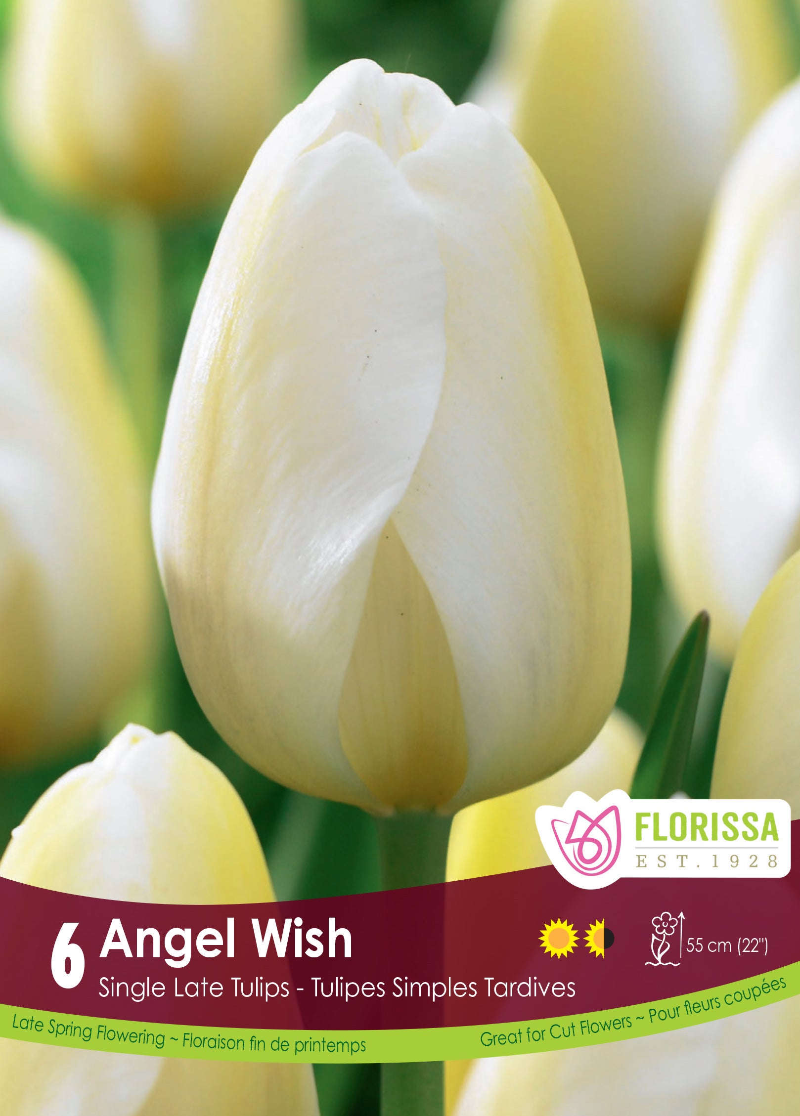 Tulip Angel Wish