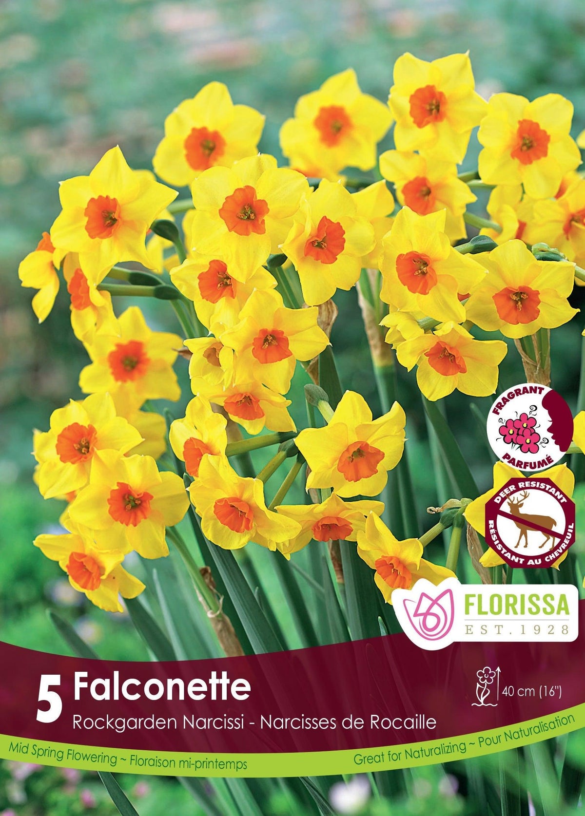 Narcissi Falconette 5/Pkg