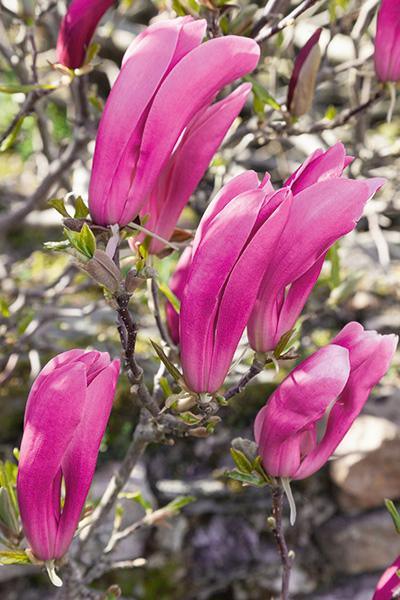 Susan The Girls Magnolia