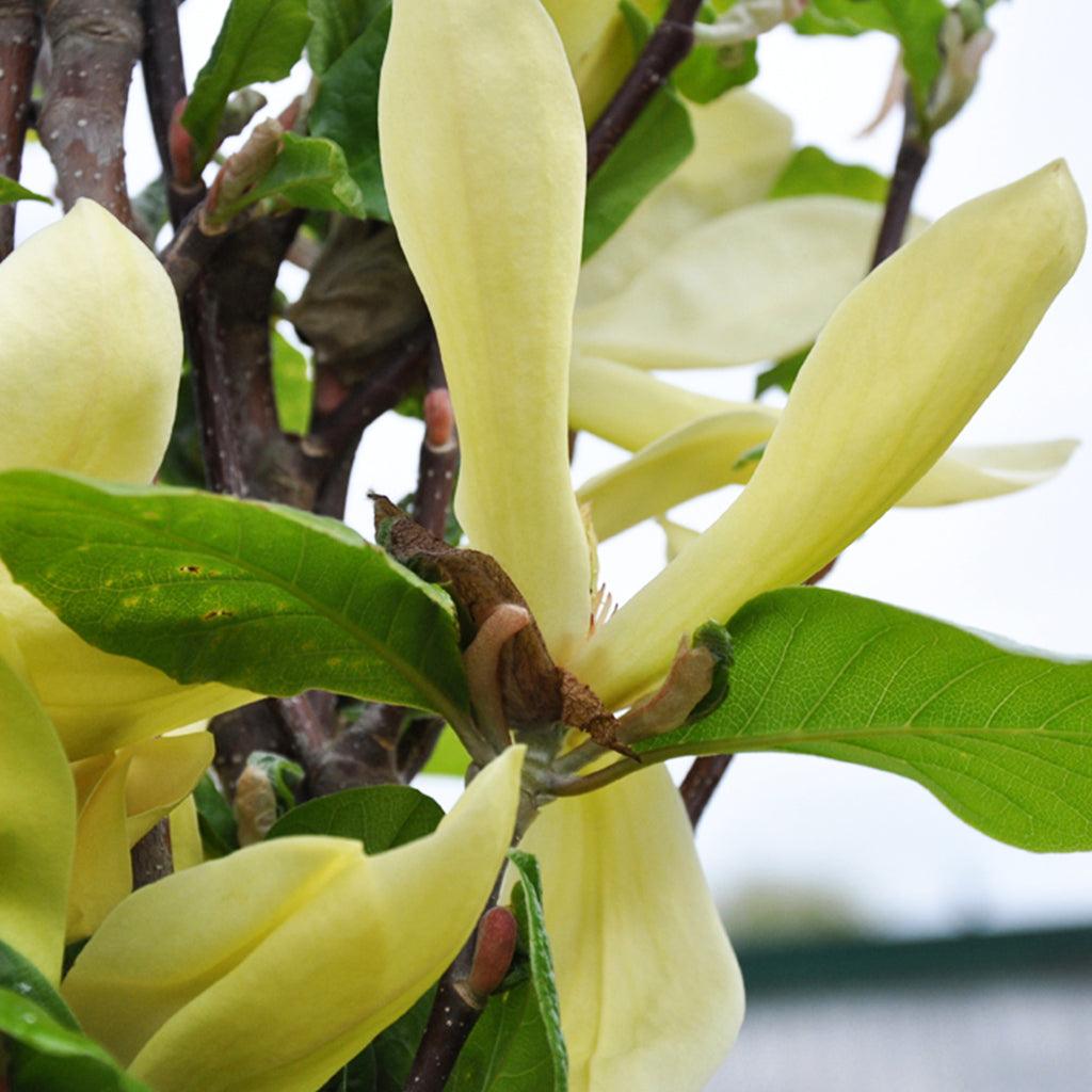 Sunburst Magnolia