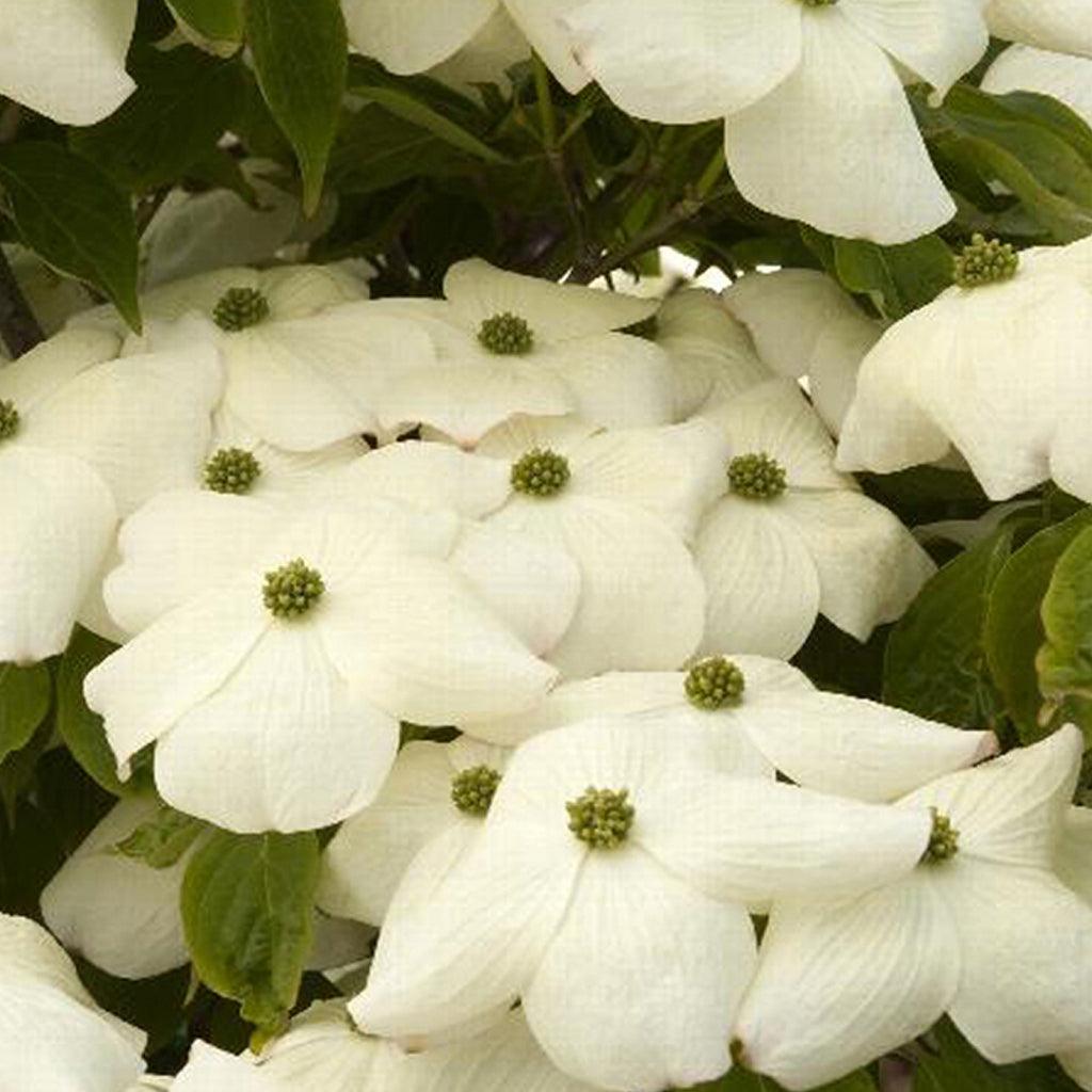 Aurora® Hybrid Flowering Dogwood