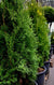 Carefully selected for its exceptional qualities, this tree showcases vibrant, year-round green foliage and a slender form that adds enchantment to any outdoor setting. With enhanced disease resistance, improved cold hardiness, and adaptability to different soil types, it thrives in various environments. Ideal for privacy screens, windbreaks, or as an accent plant, the North Pole Eastern Cedar delivers both beauty and functionality.