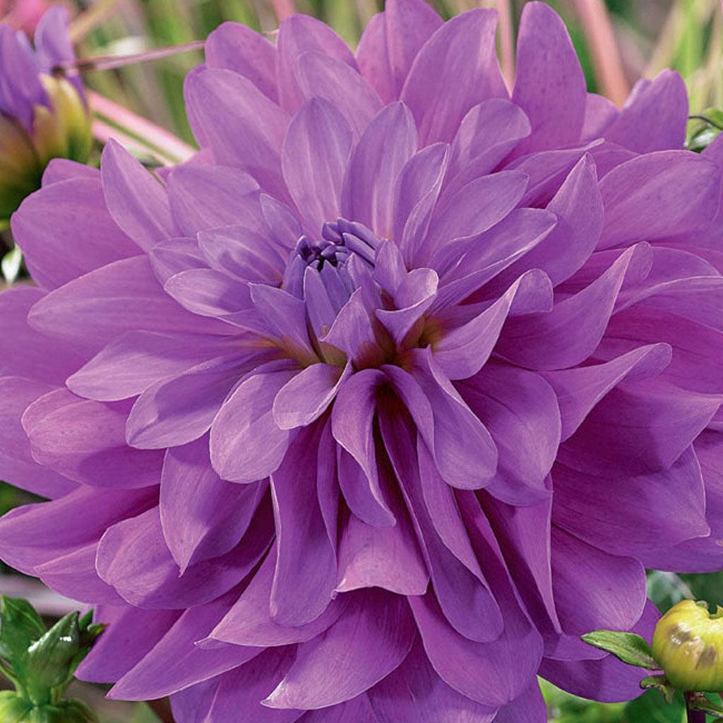 Decorative Dahlia Bluetiful 1/PK