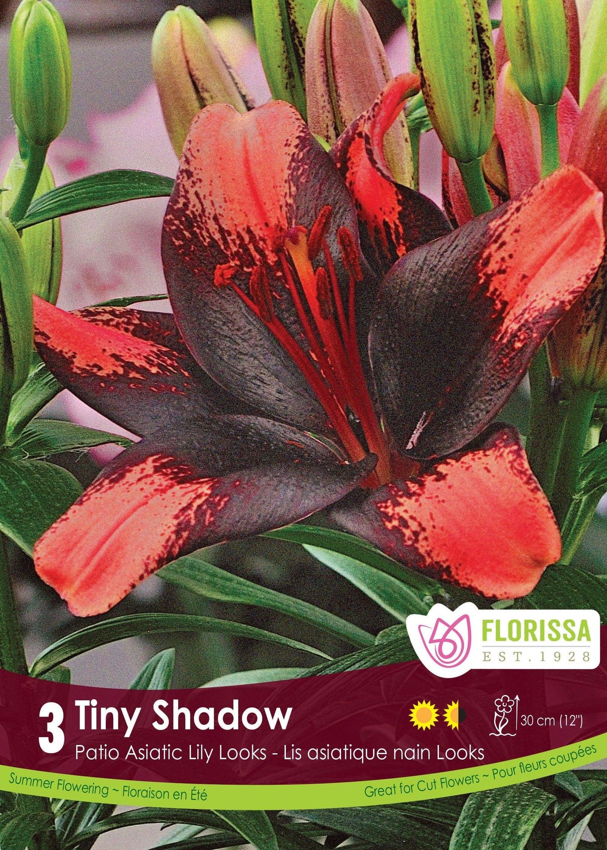Patio Asiatic Lily Tiny Shadow 3/PK