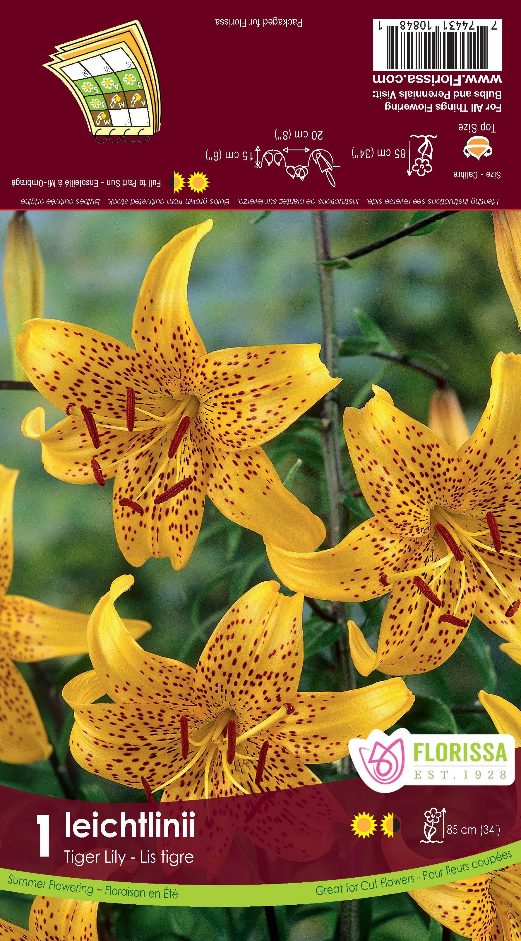 tiger lily bulbs canada Tiger Lily Leichtlinii Yellow 1/PK